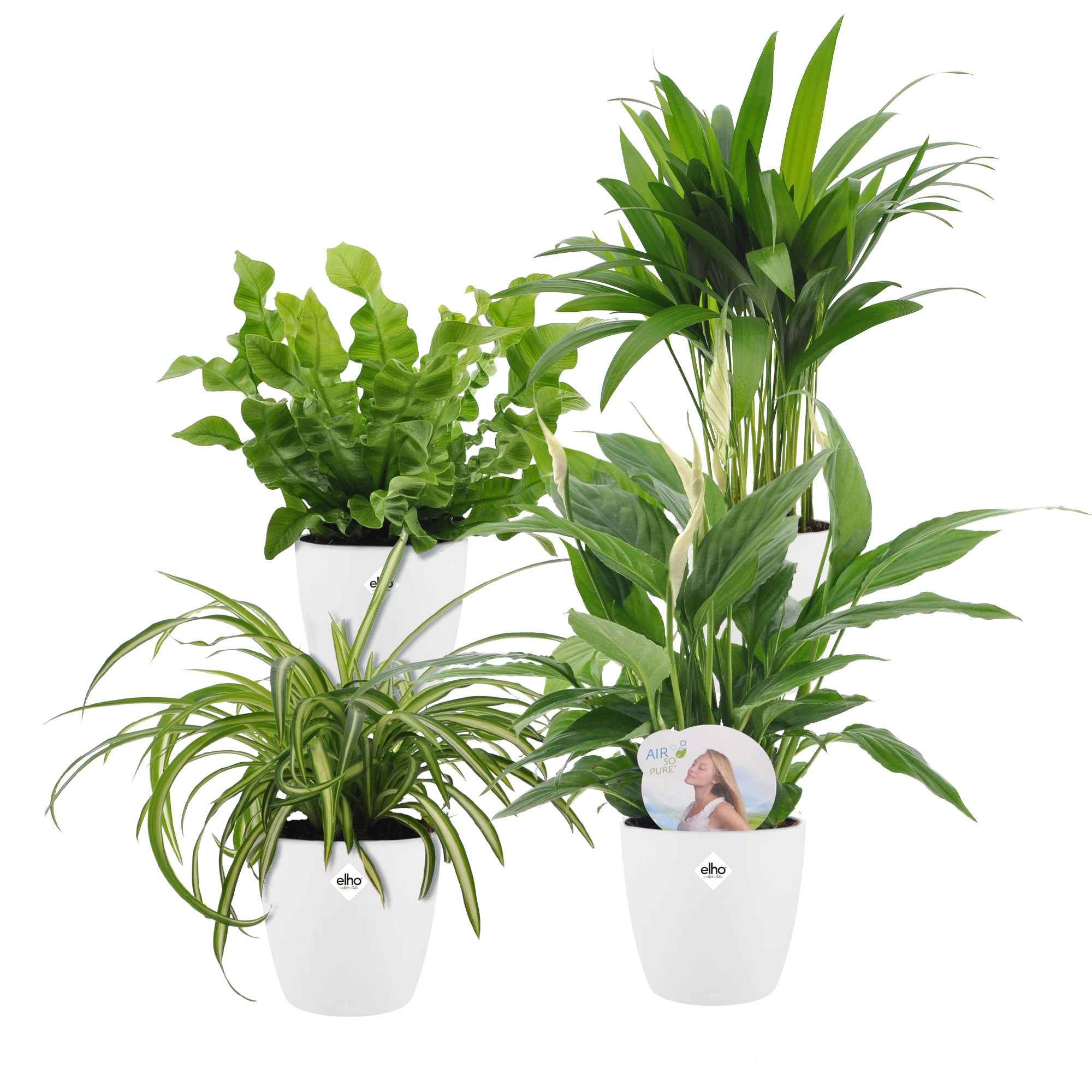 Luchtzuiverende planten incl. Elho sierpotten Wit - Image 2