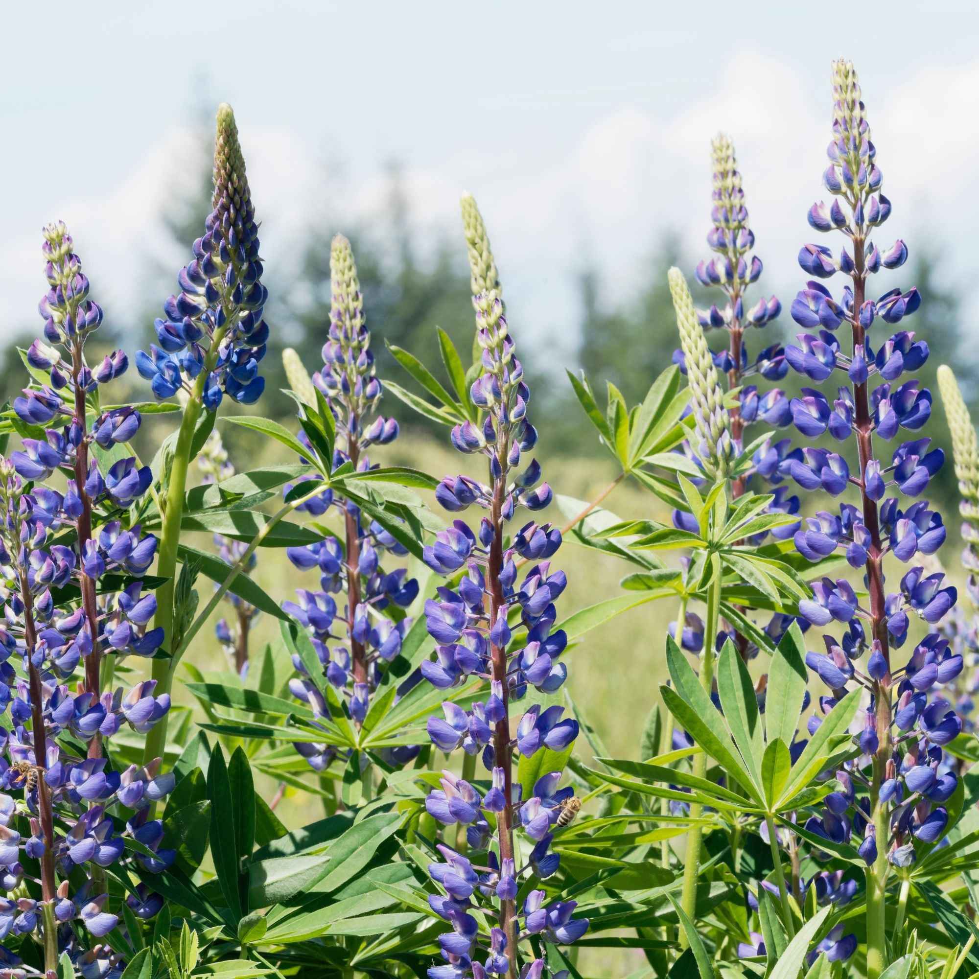 Lupine - blauw (x3)