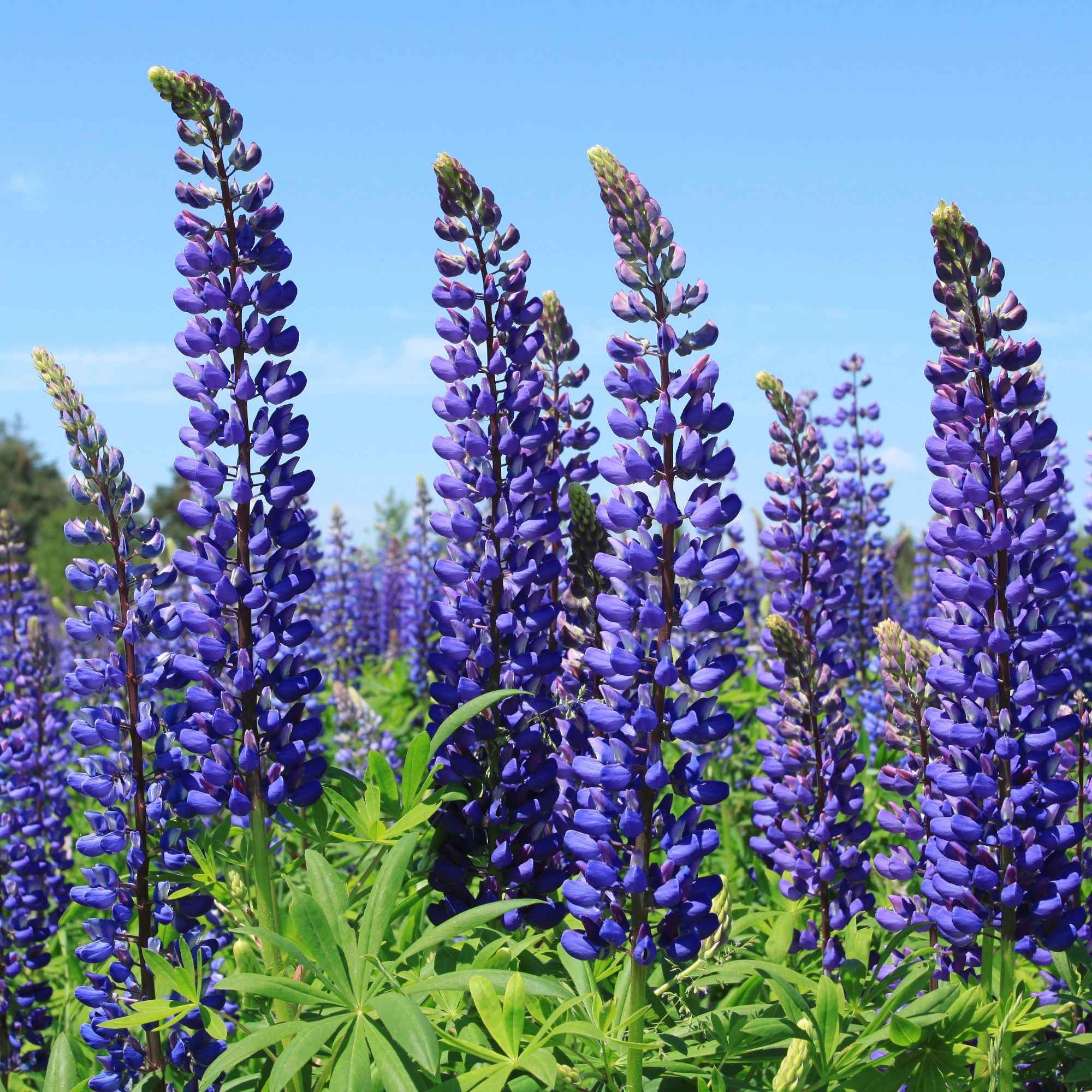 Lupine - blauw (x3) - Image 2