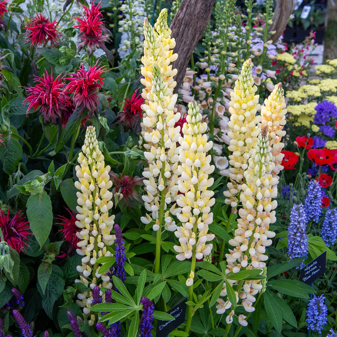 Lupine Chandelier - Image 3