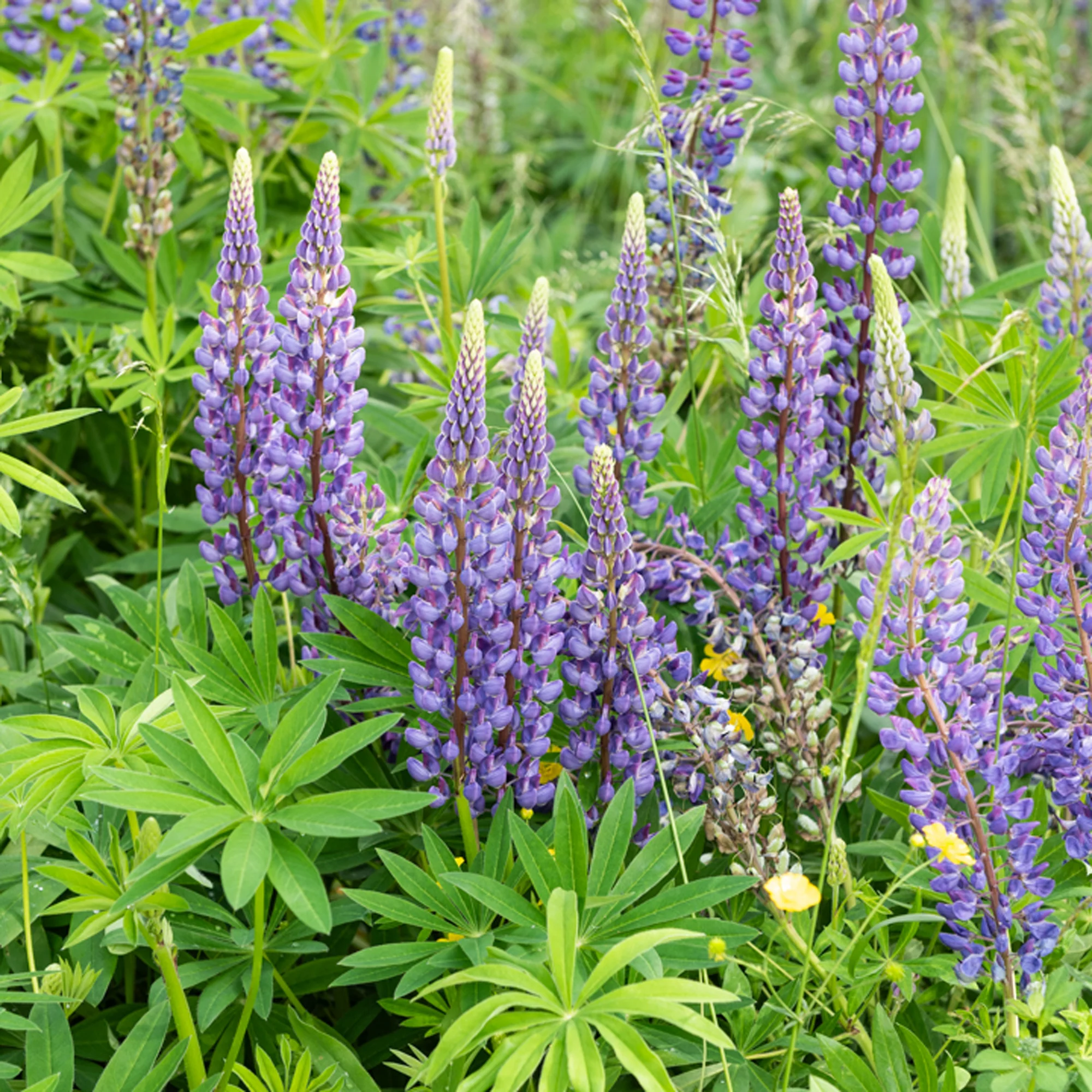 Lupine Gallery Blue - Image 2