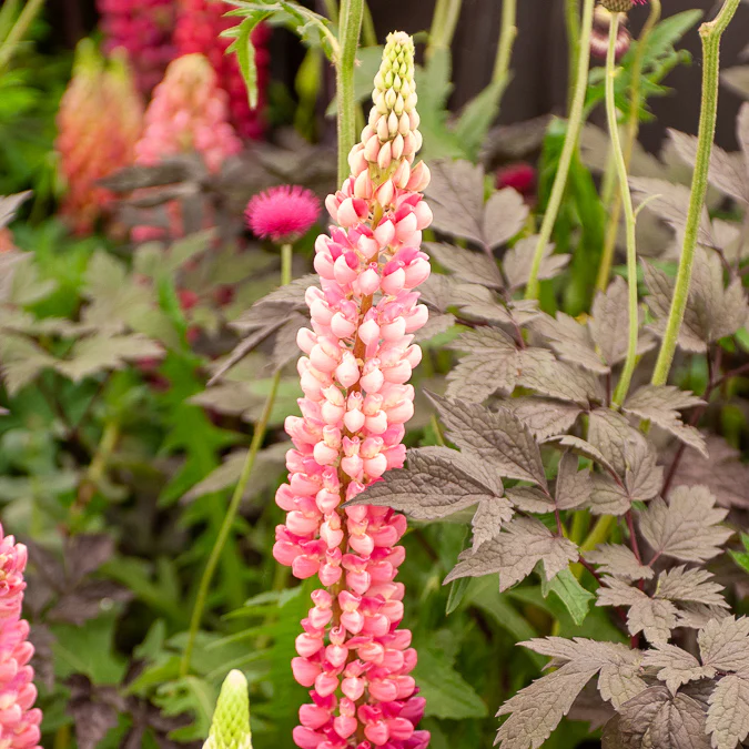 Lupine Gallery Pink