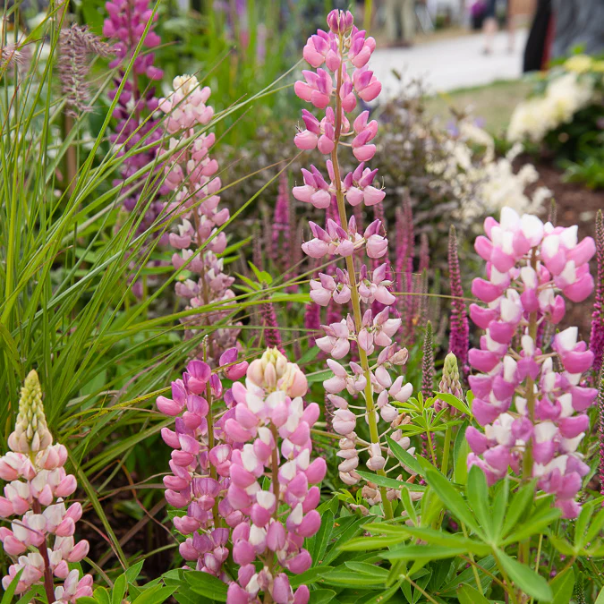 Lupine Gallery Pink - Image 2