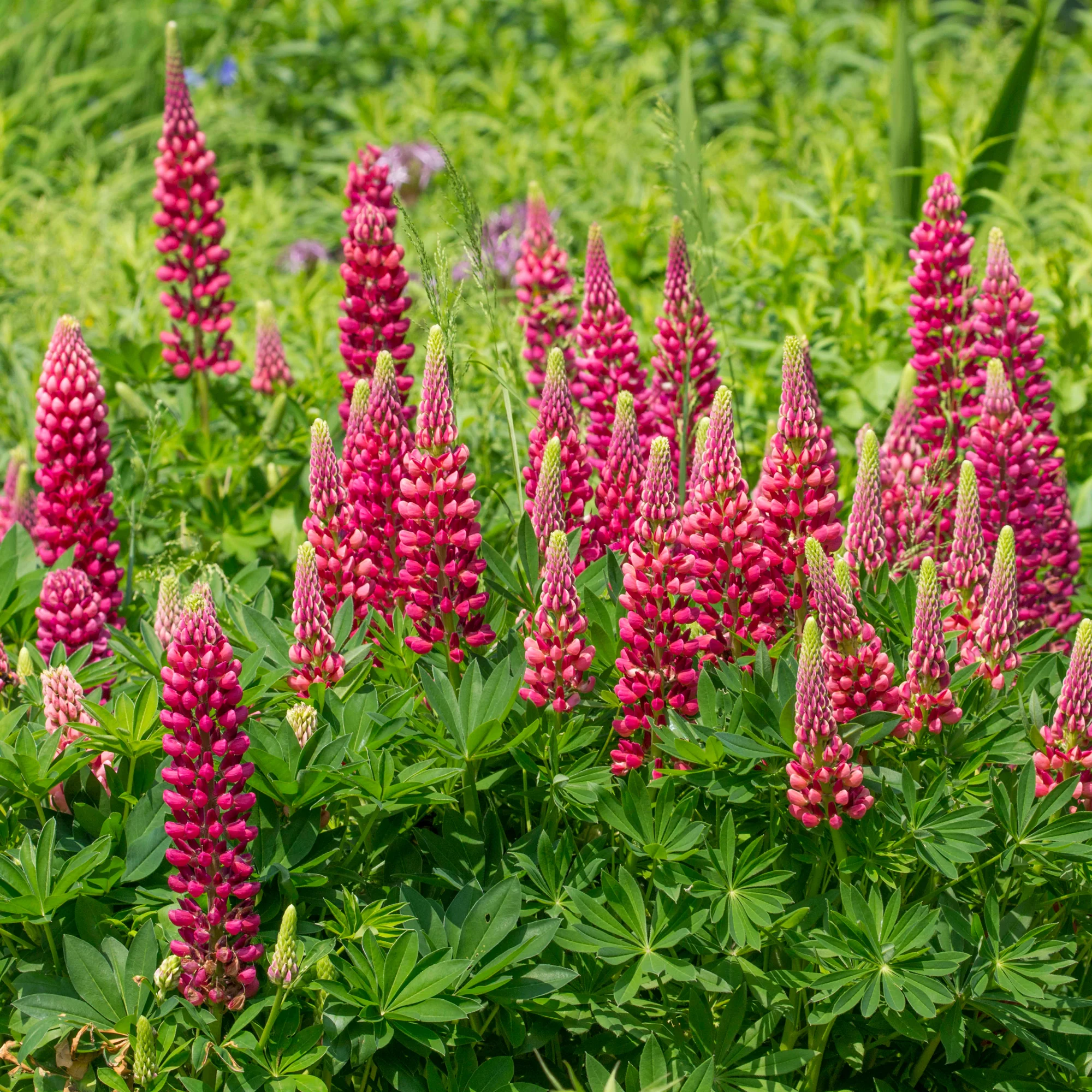 Lupine Gallery Red