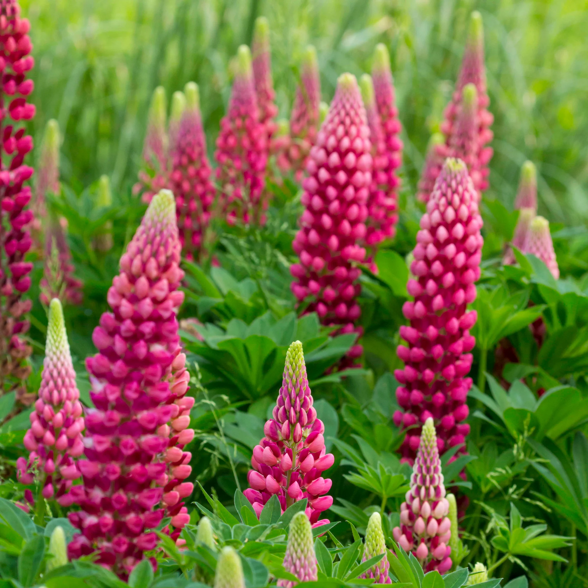 Lupine Gallery Red - Image 2