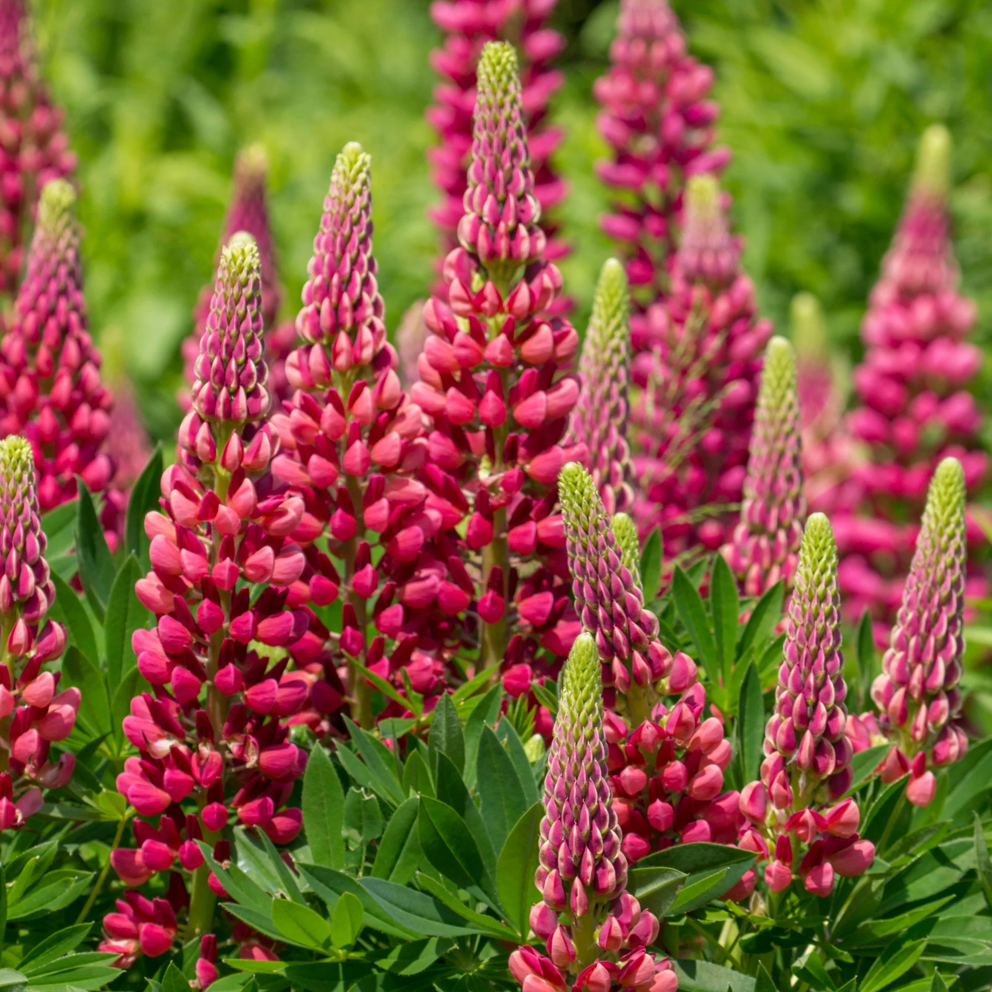 Lupine Gallery Red - Image 3