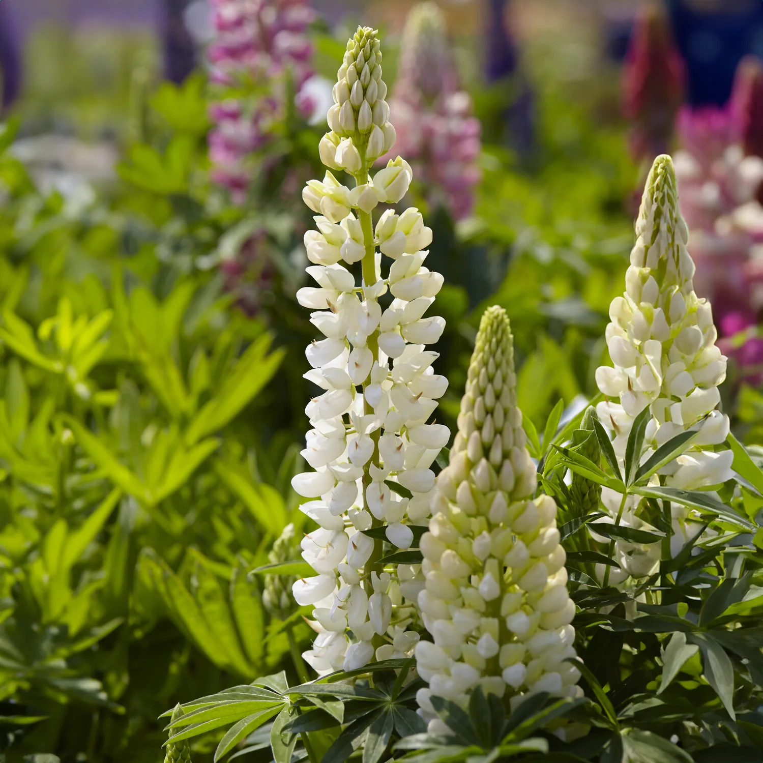Lupine Gallery White