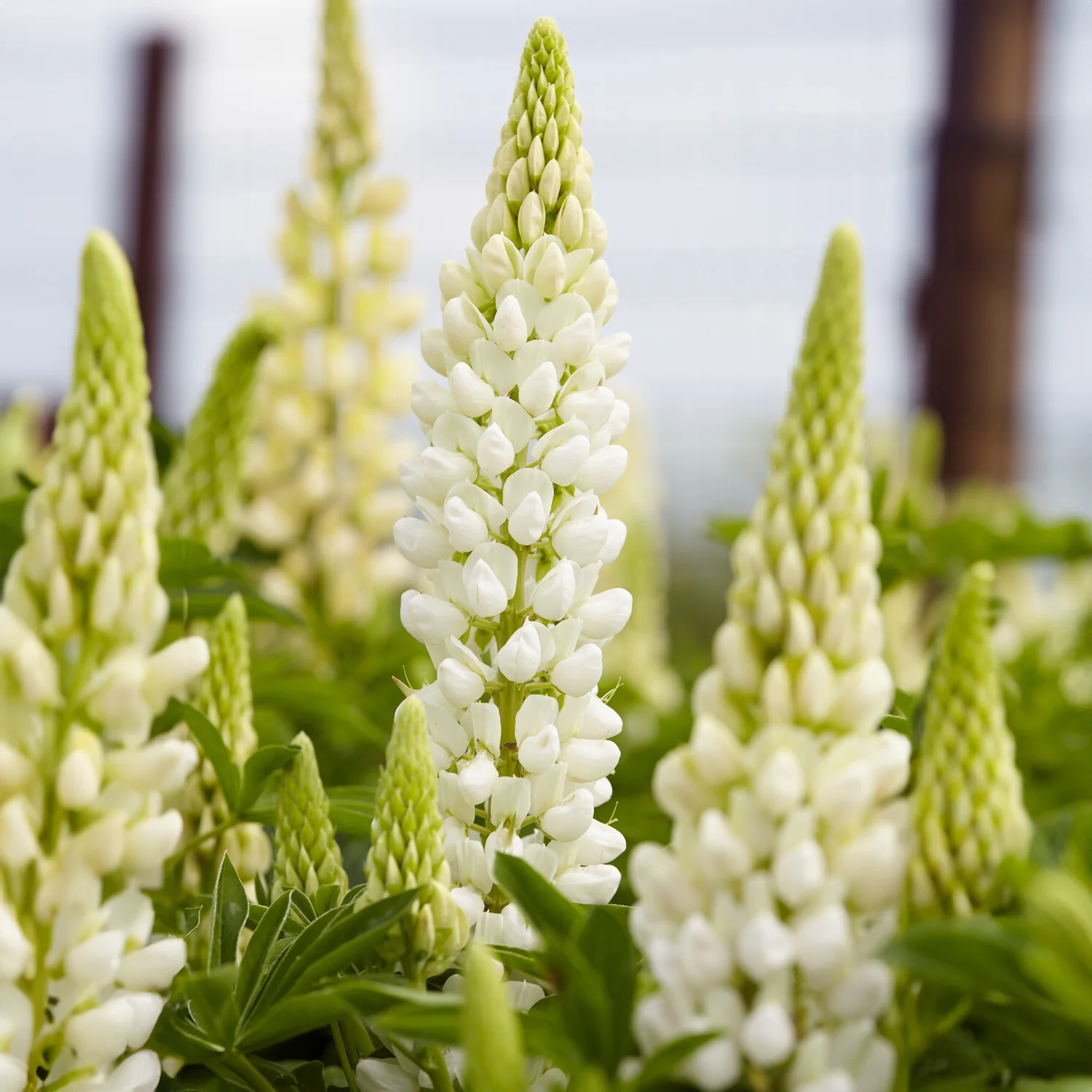 Lupine Gallery White - Image 2