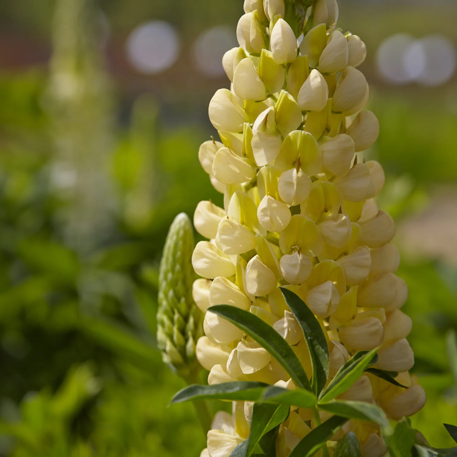 Lupine Gallery Yellow - Image 3