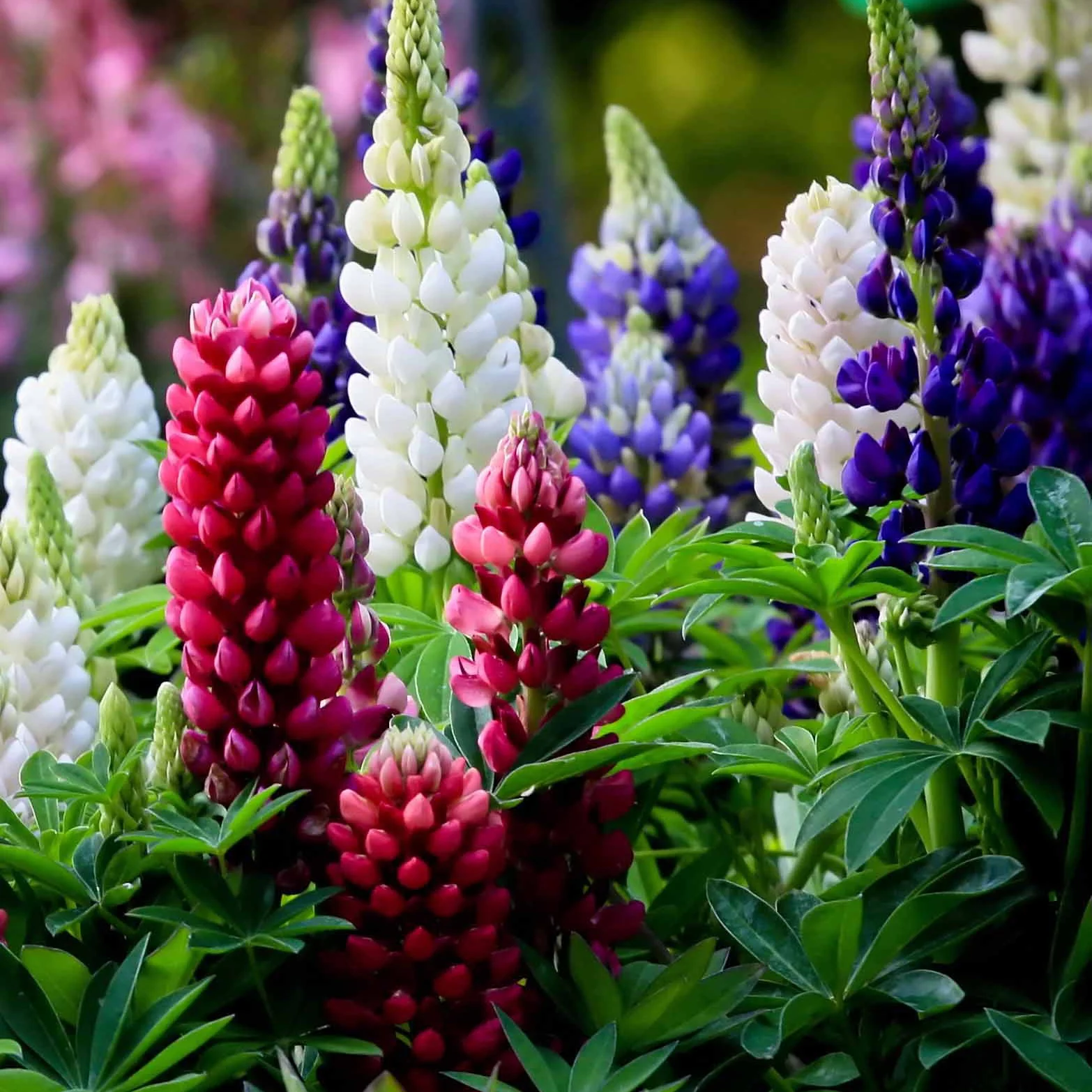 Lupine 'Hybrid Russell' (x5) - Image 2
