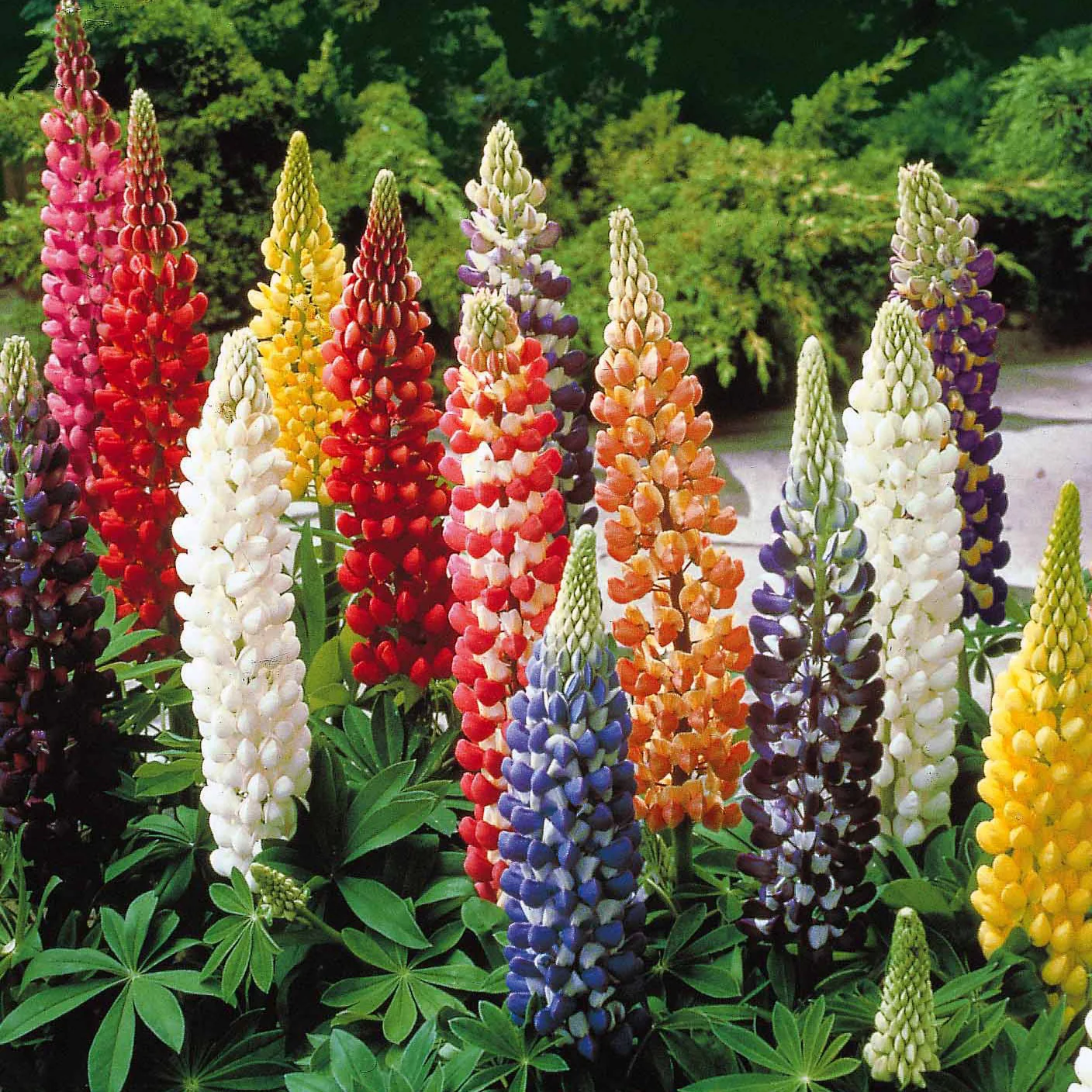 Lupine 'Hybrid Russell' (x5) - Image 3