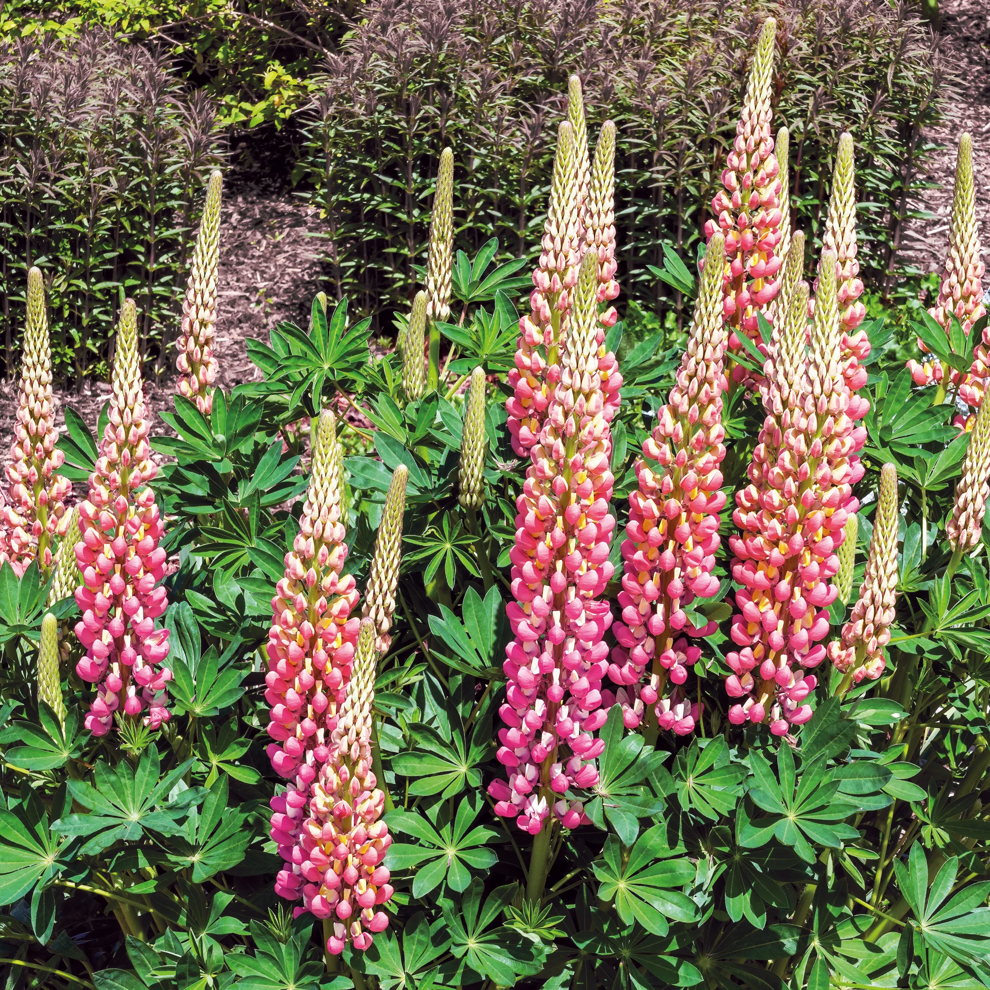 Lupine La Chateleine