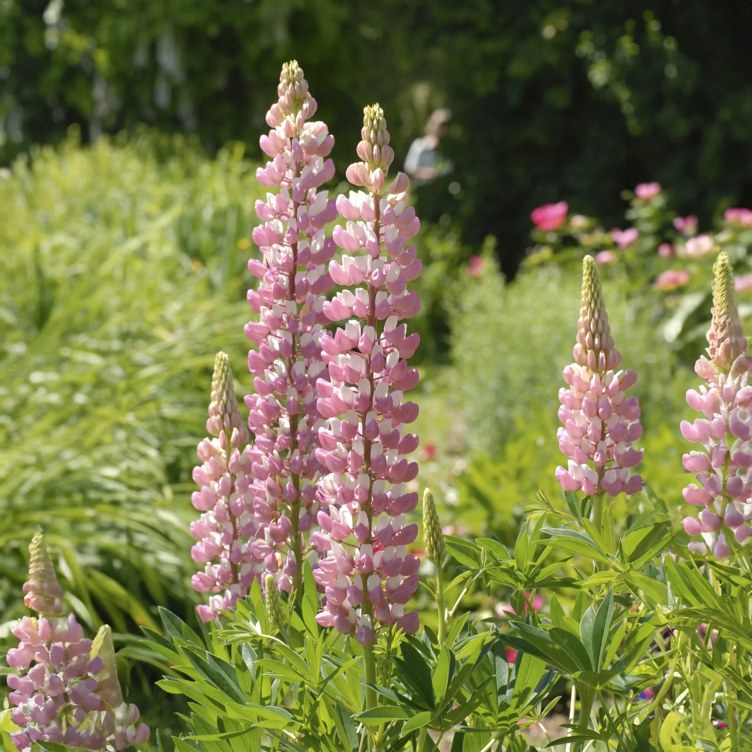 Lupine La Chateleine - Image 2