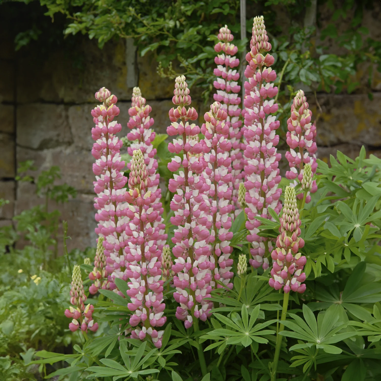 Lupine La Chateleine - Image 3