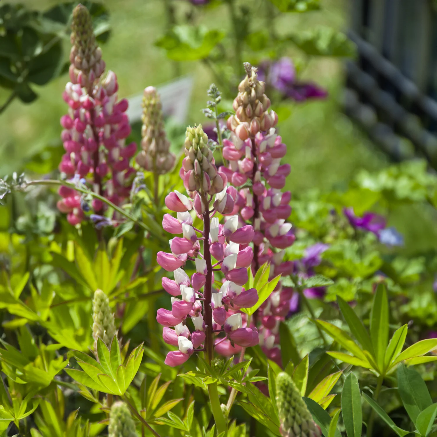 Lupine La Chateleine - Image 4