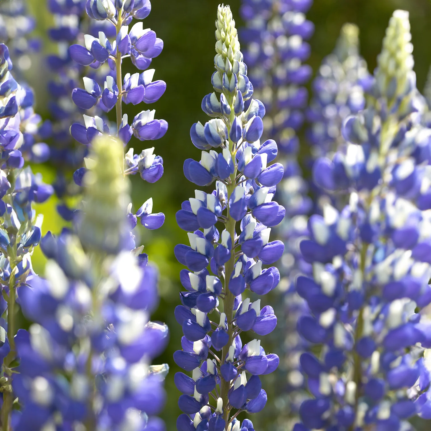 Lupine Le Gouverneur