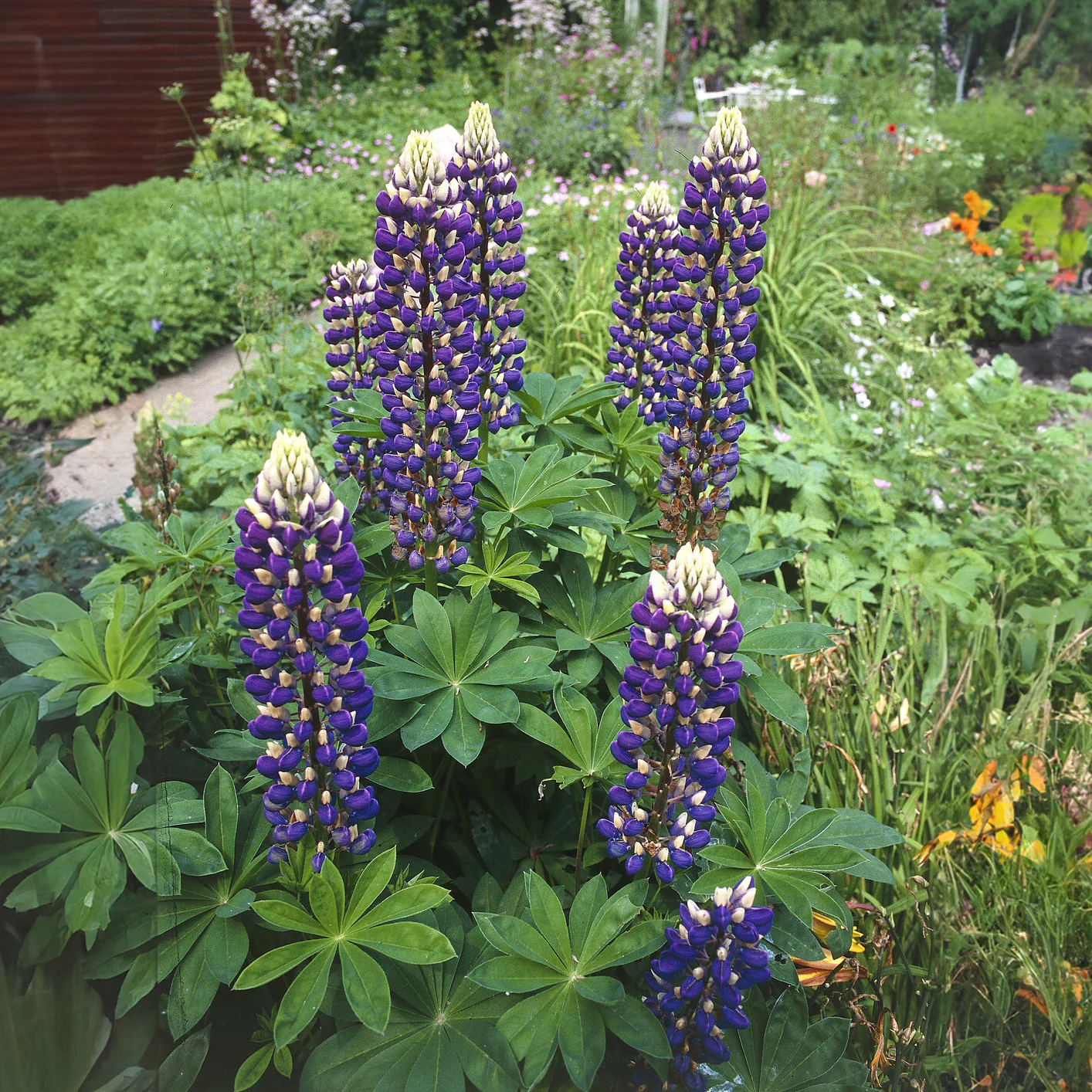 Lupine Le Gouverneur - Image 2