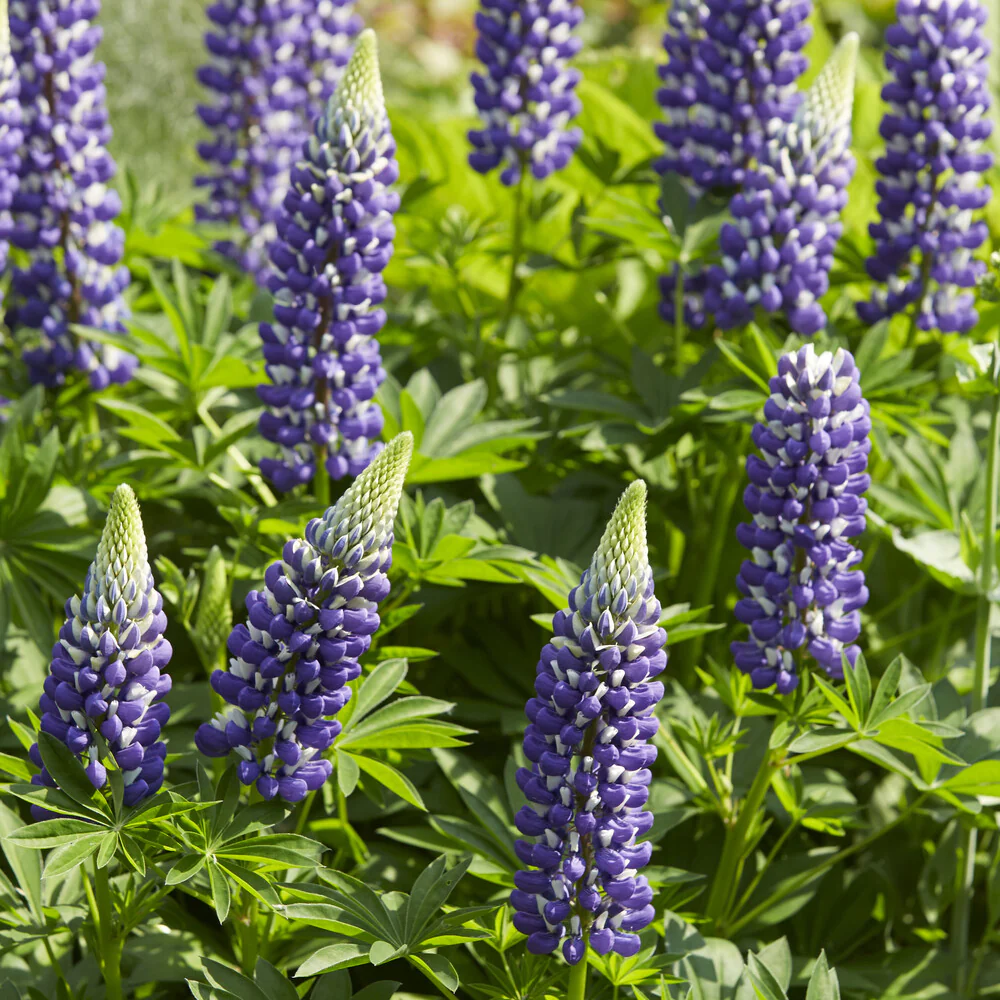 Lupine Le Gouverneur - Image 3