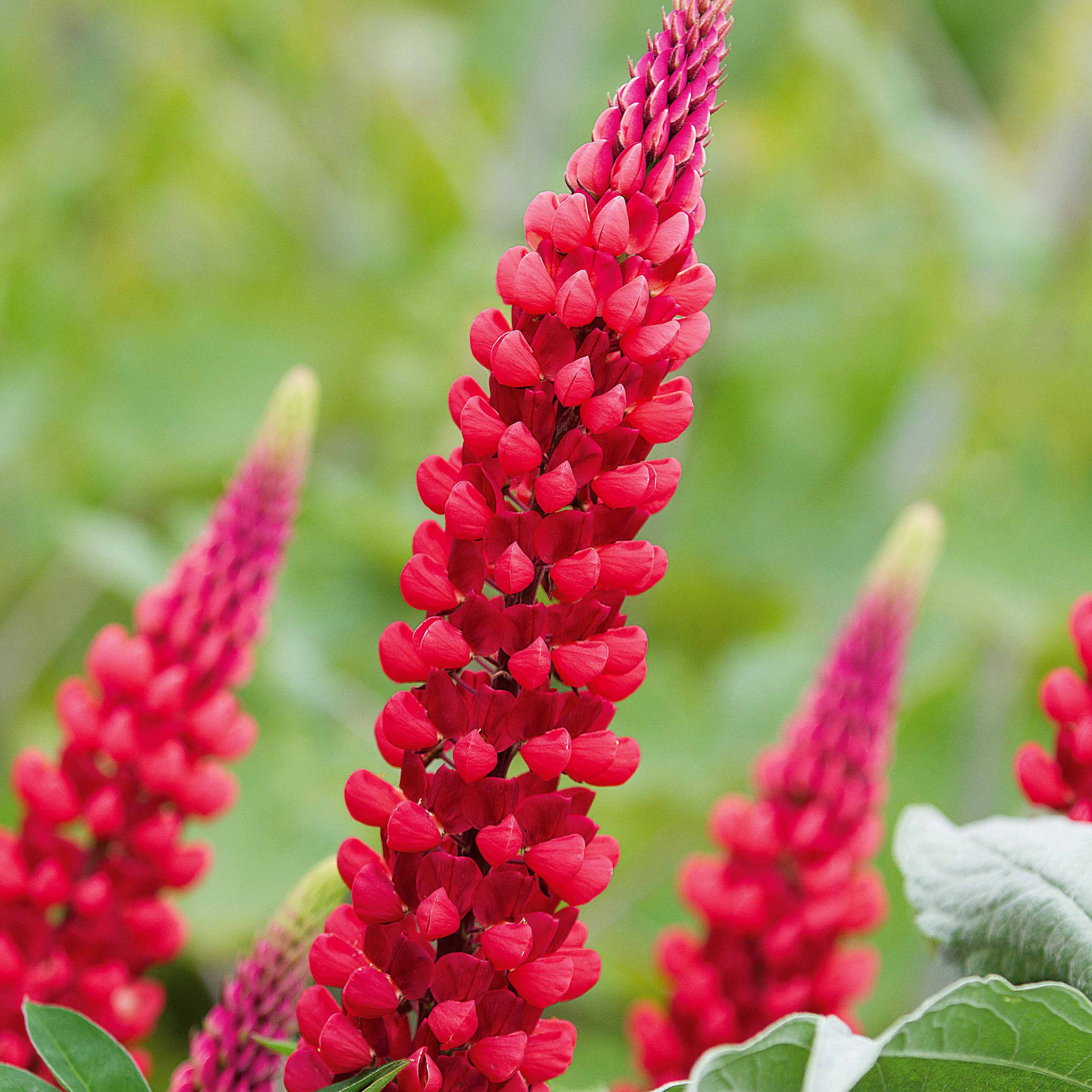 Lupine 'Russell Red' (x3)