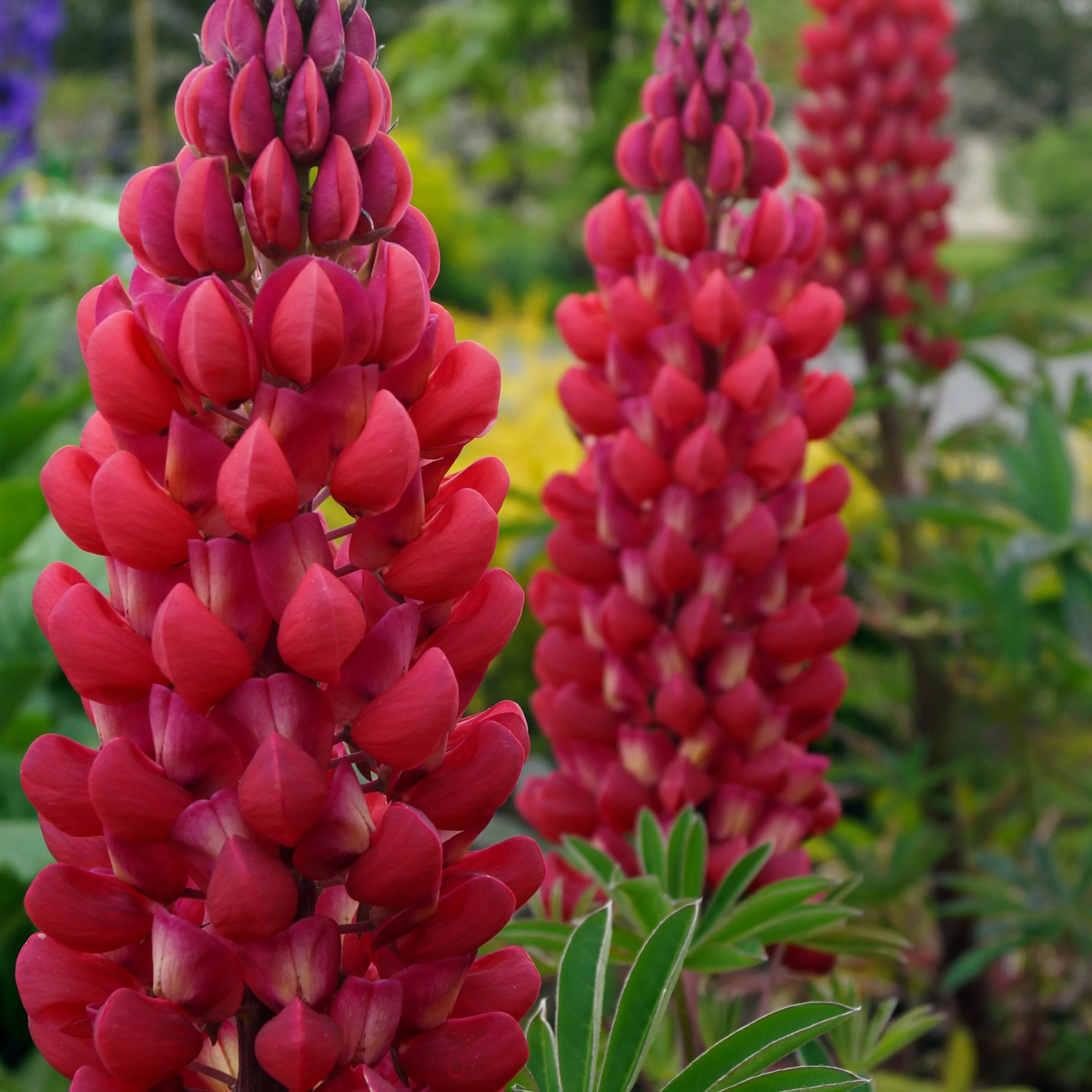 Lupine 'Russell Red' (x3) - Image 2