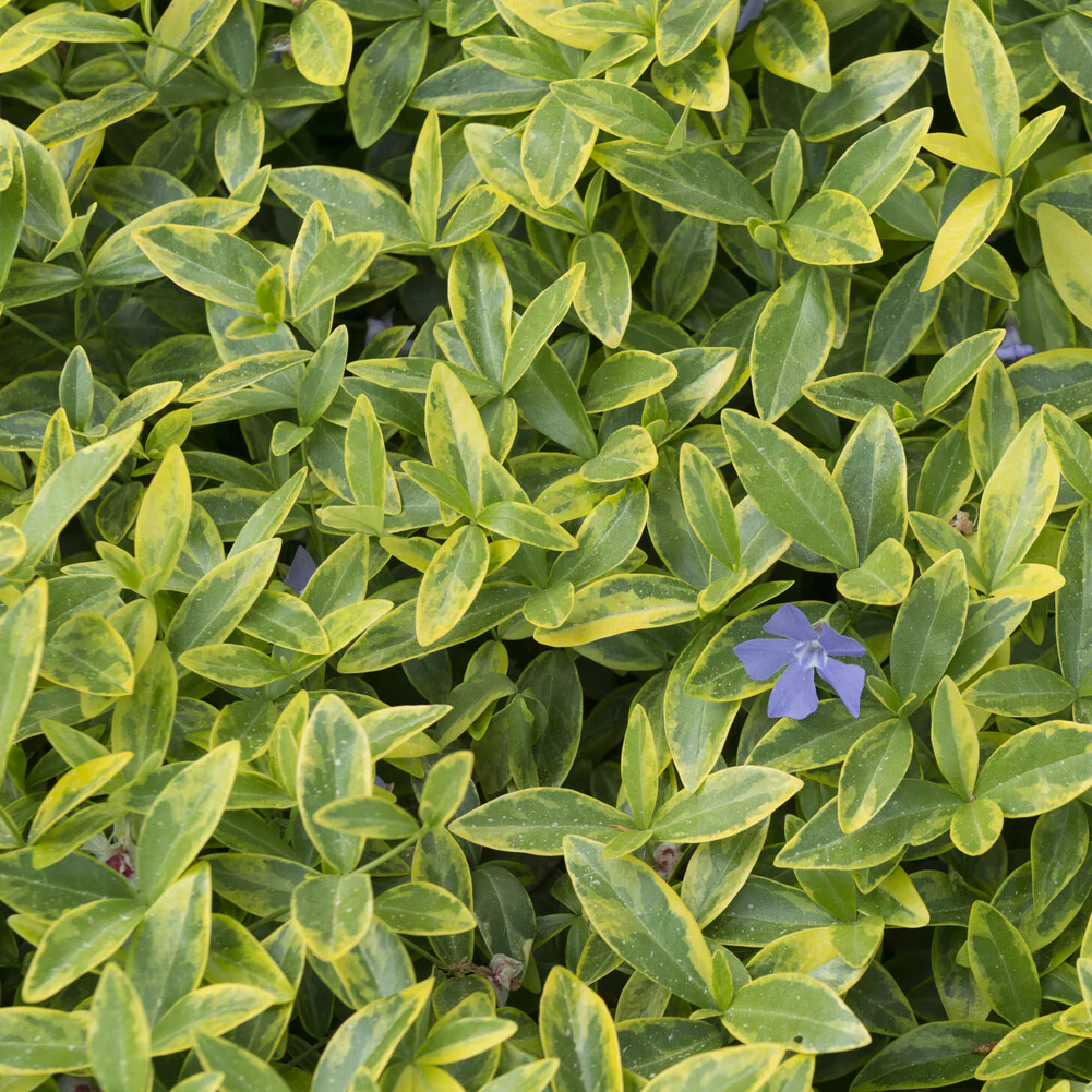 Maagdenpalm Aureovariegata - Image 2