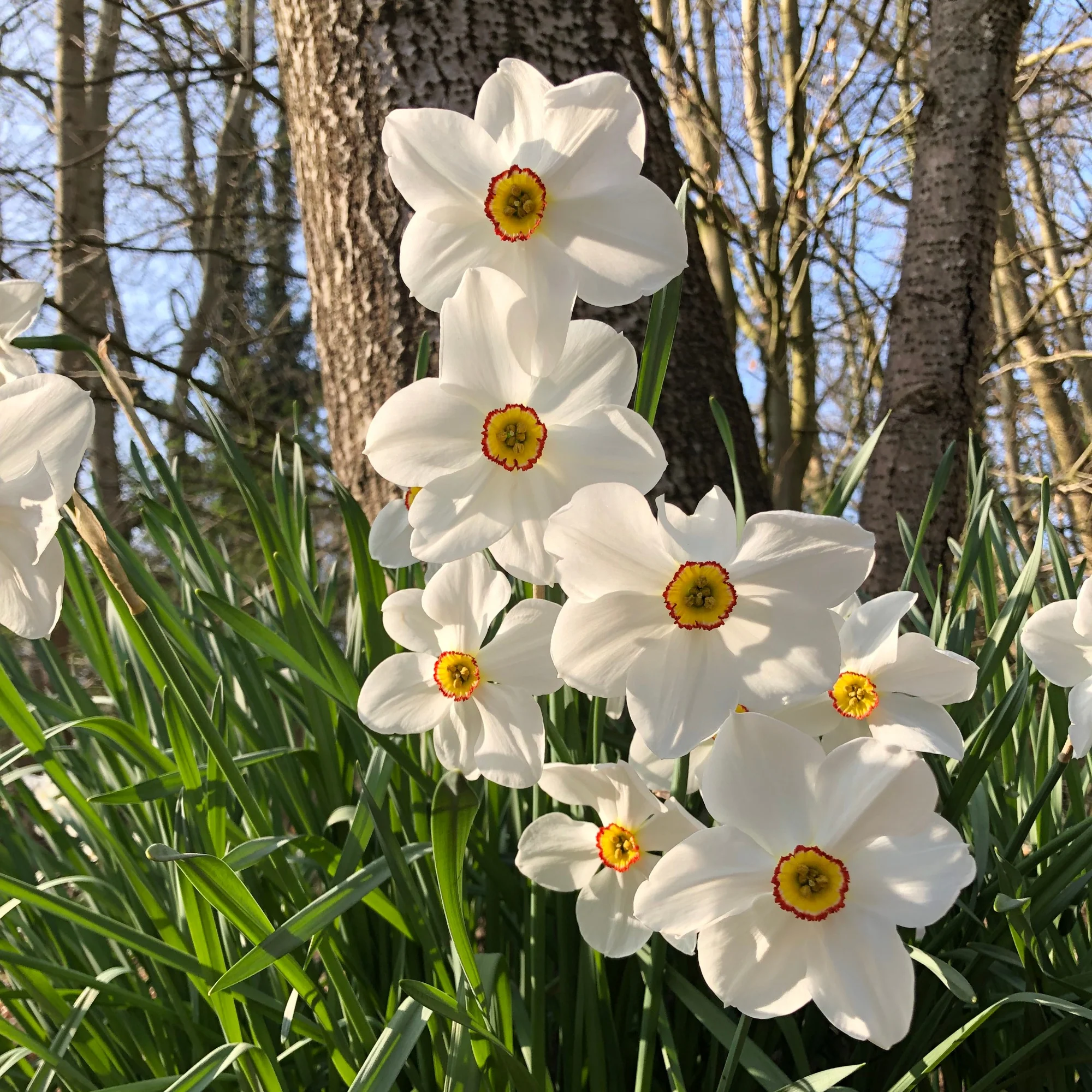 Maanden Narcissen collectie (x30) - Image 3