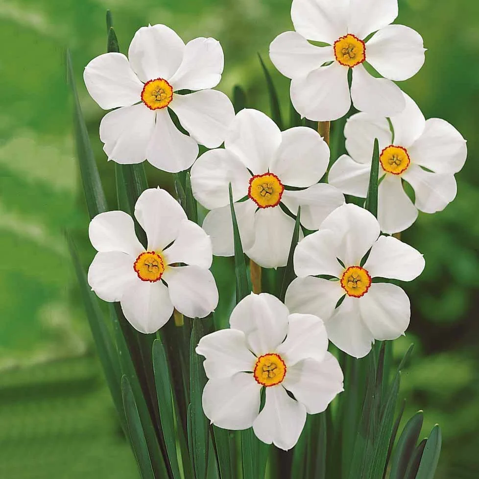 Maanden Narcissen collectie (x30) - Image 4