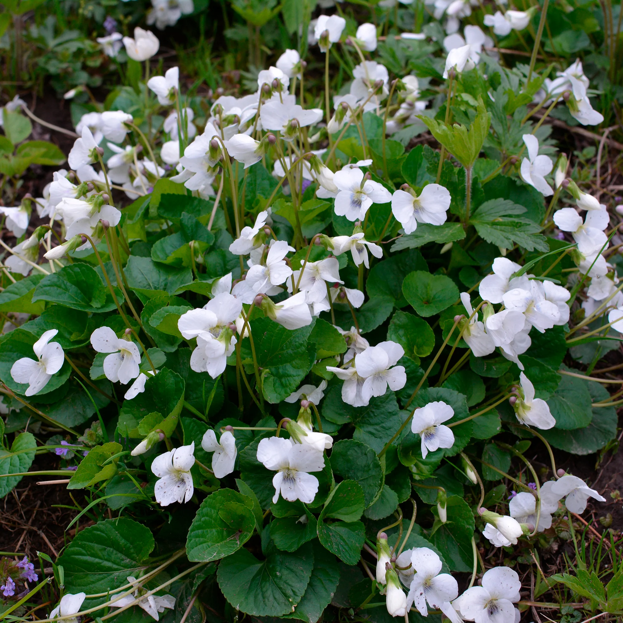 Maarts viooltje Alba - Image 2