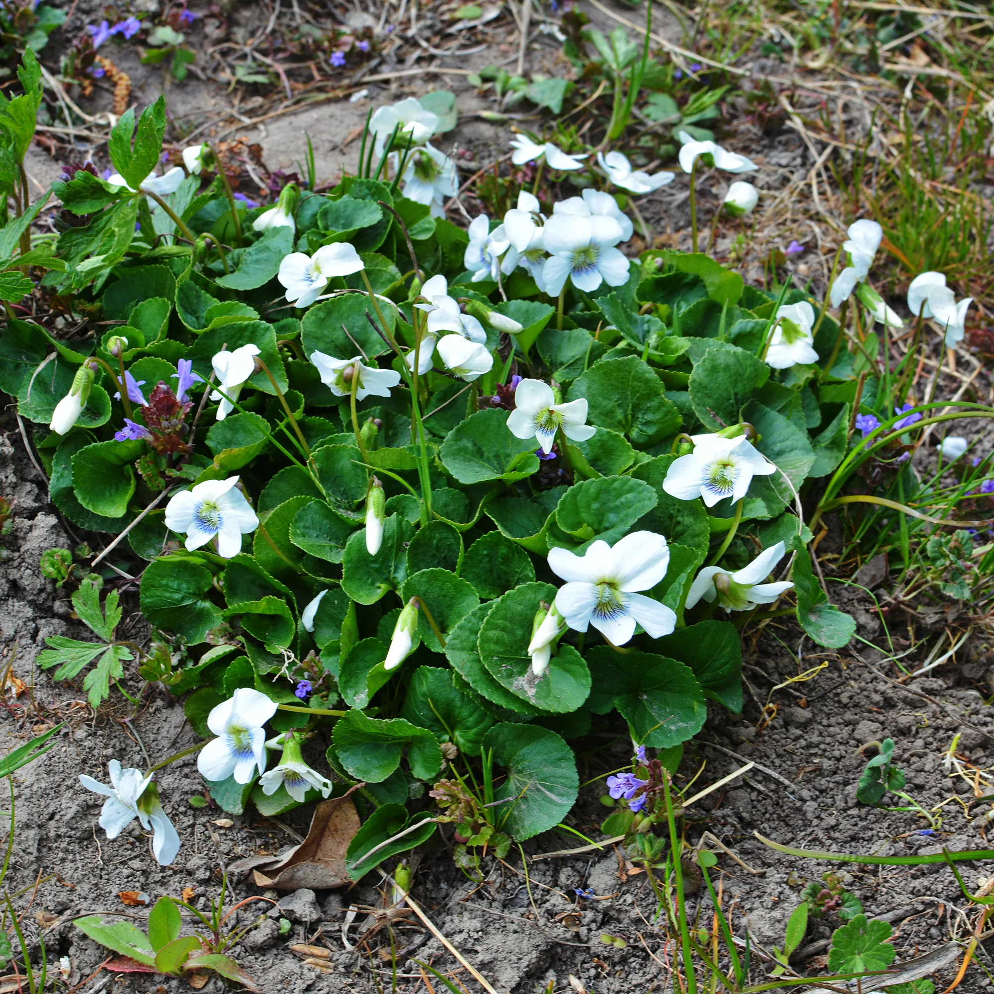 Maarts viooltje Alba - Image 3