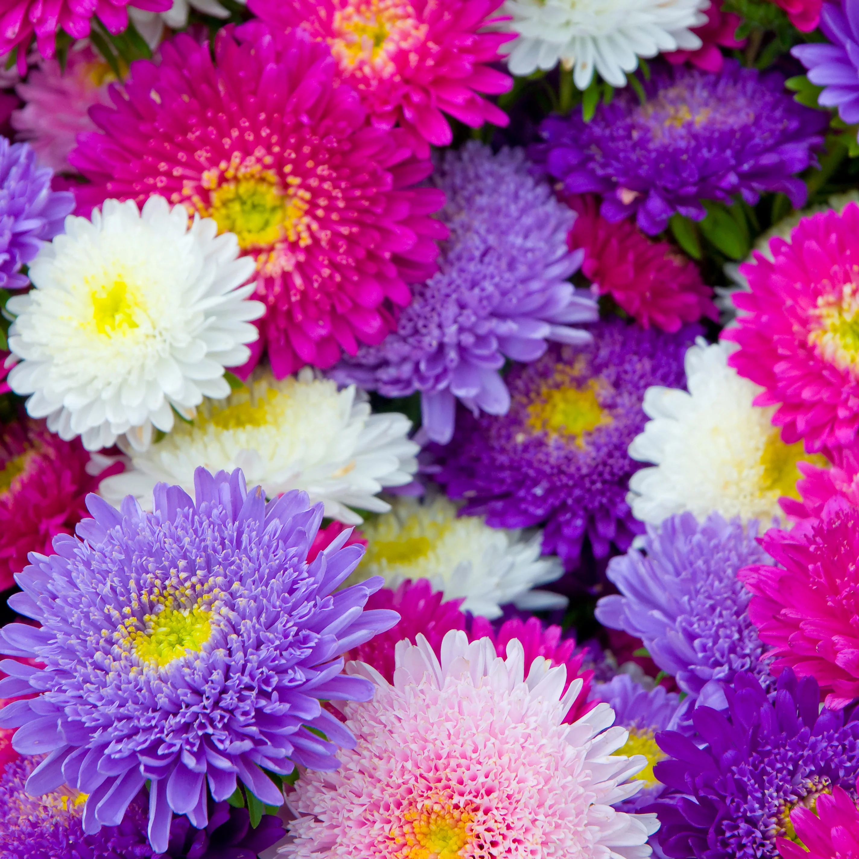 Madeliefjes Mix - Image 2