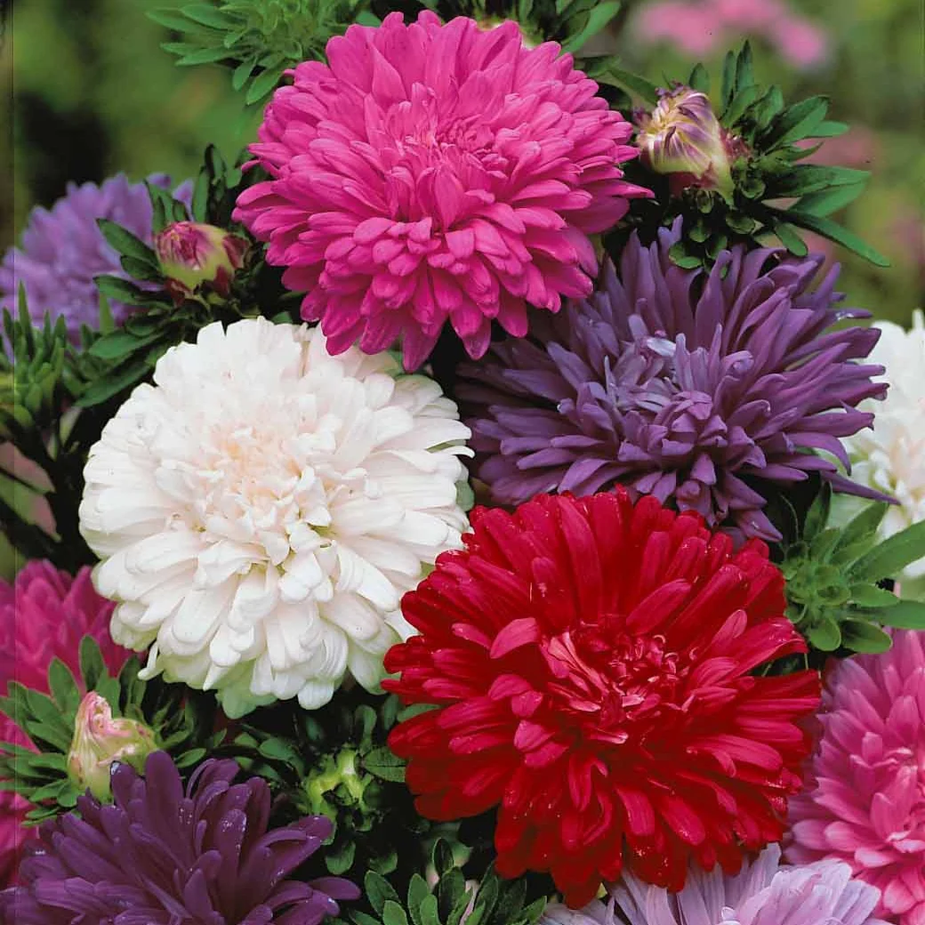 Madeliefjes Mix - Image 3