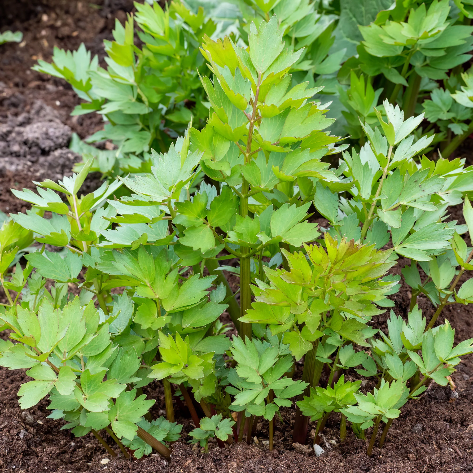 Miniatuur 2