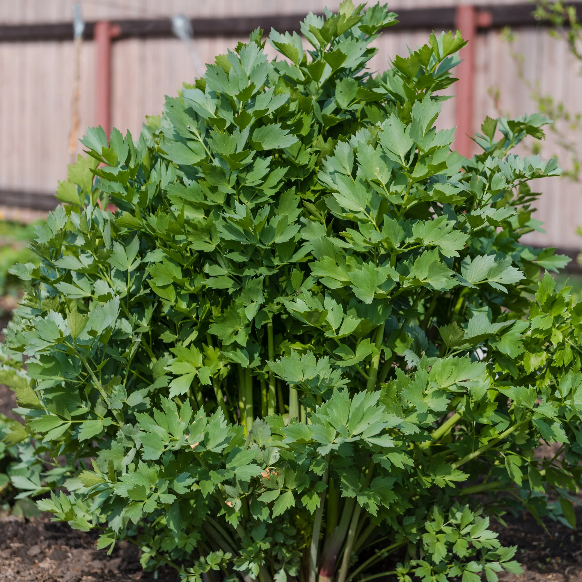 Maggieplant - Image 4