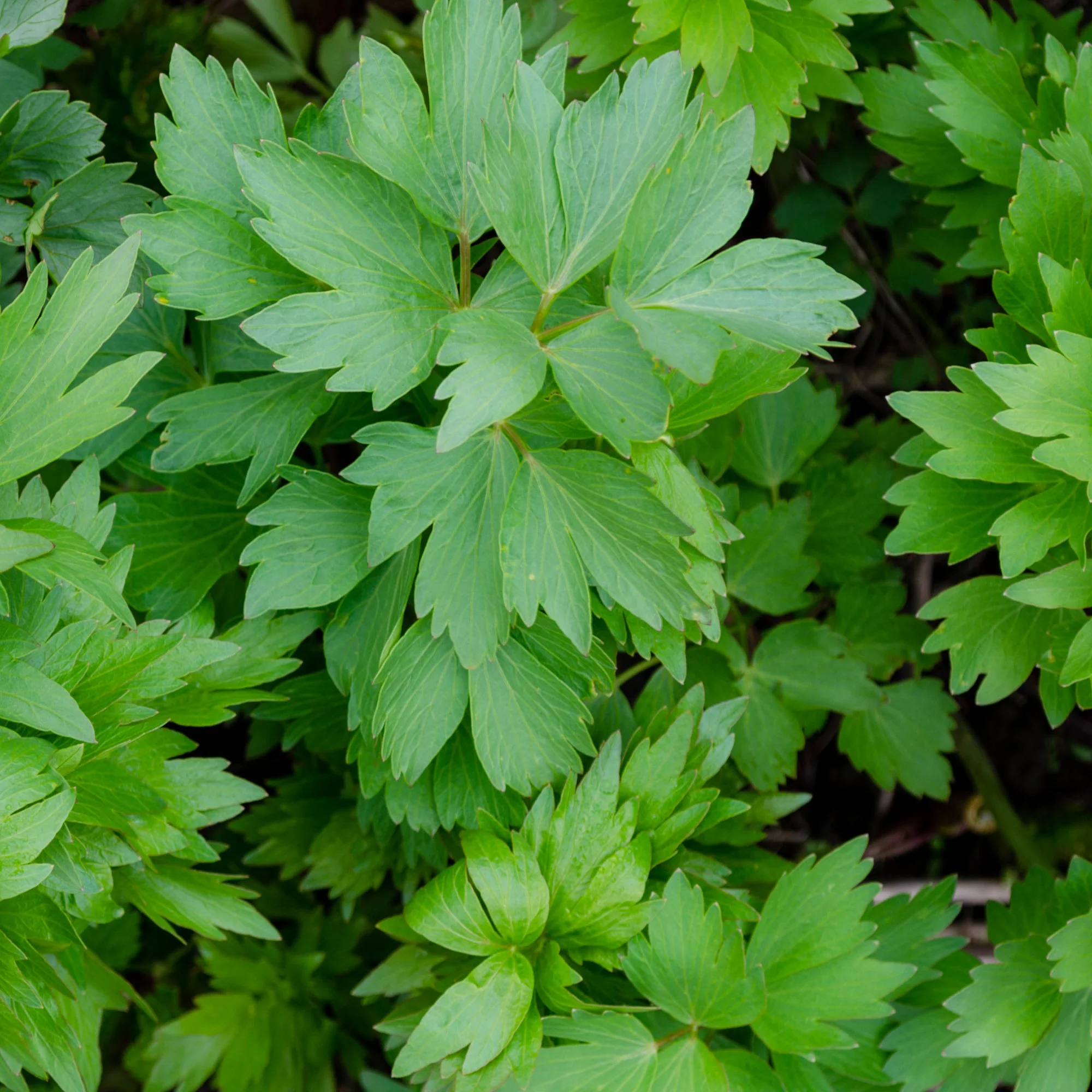 Maggieplant - Image 5