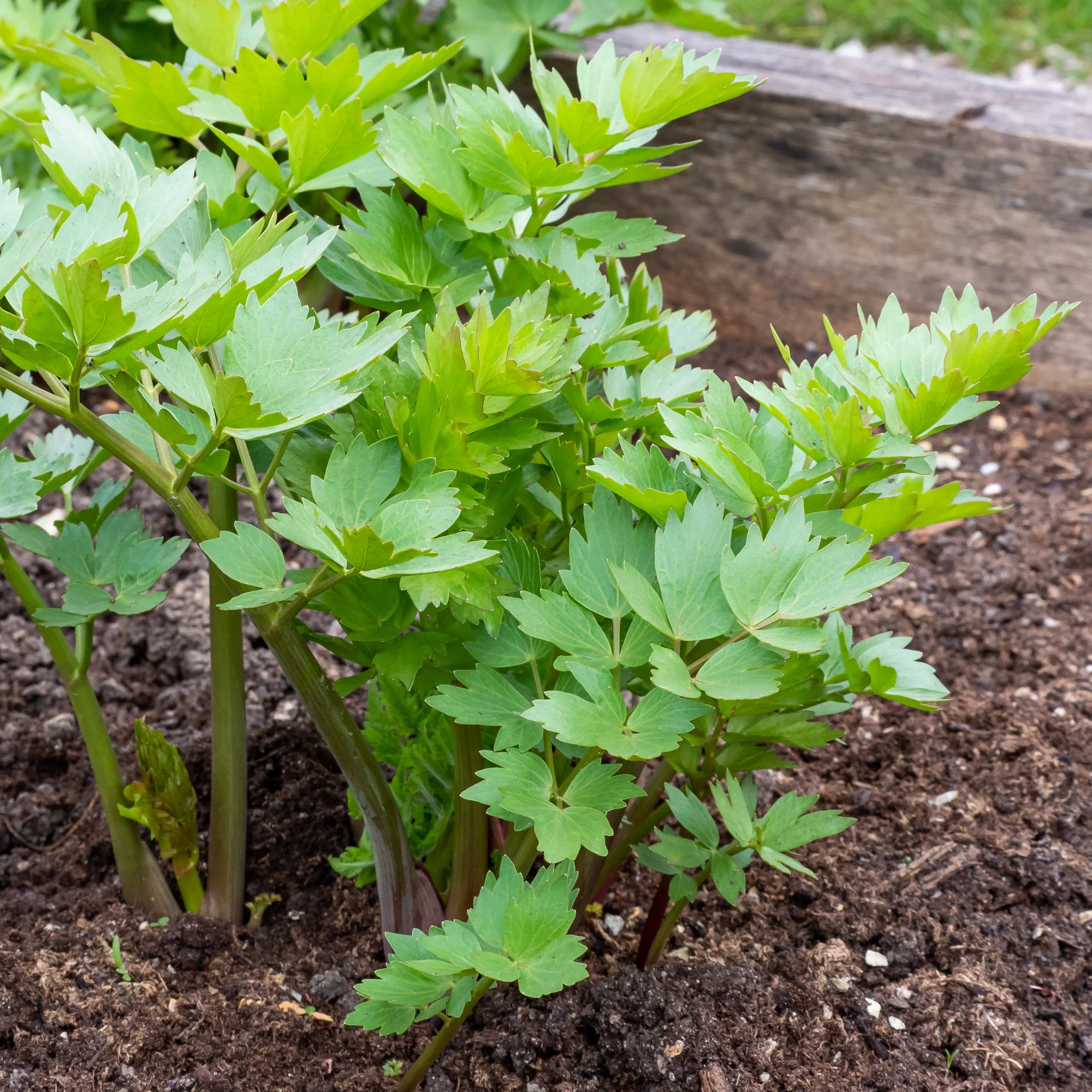 Maggieplant - Image 6