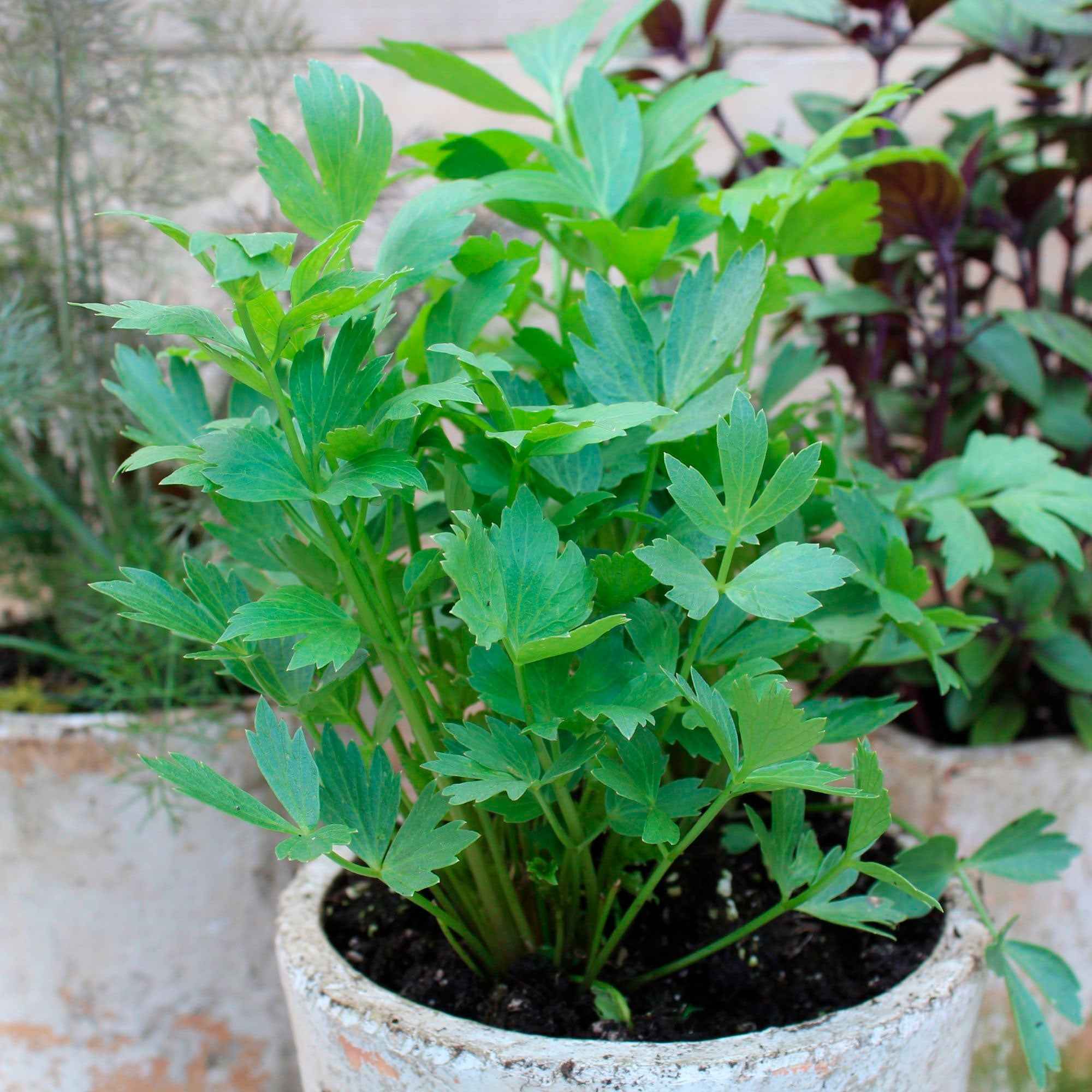 Maggieplant - Image 7