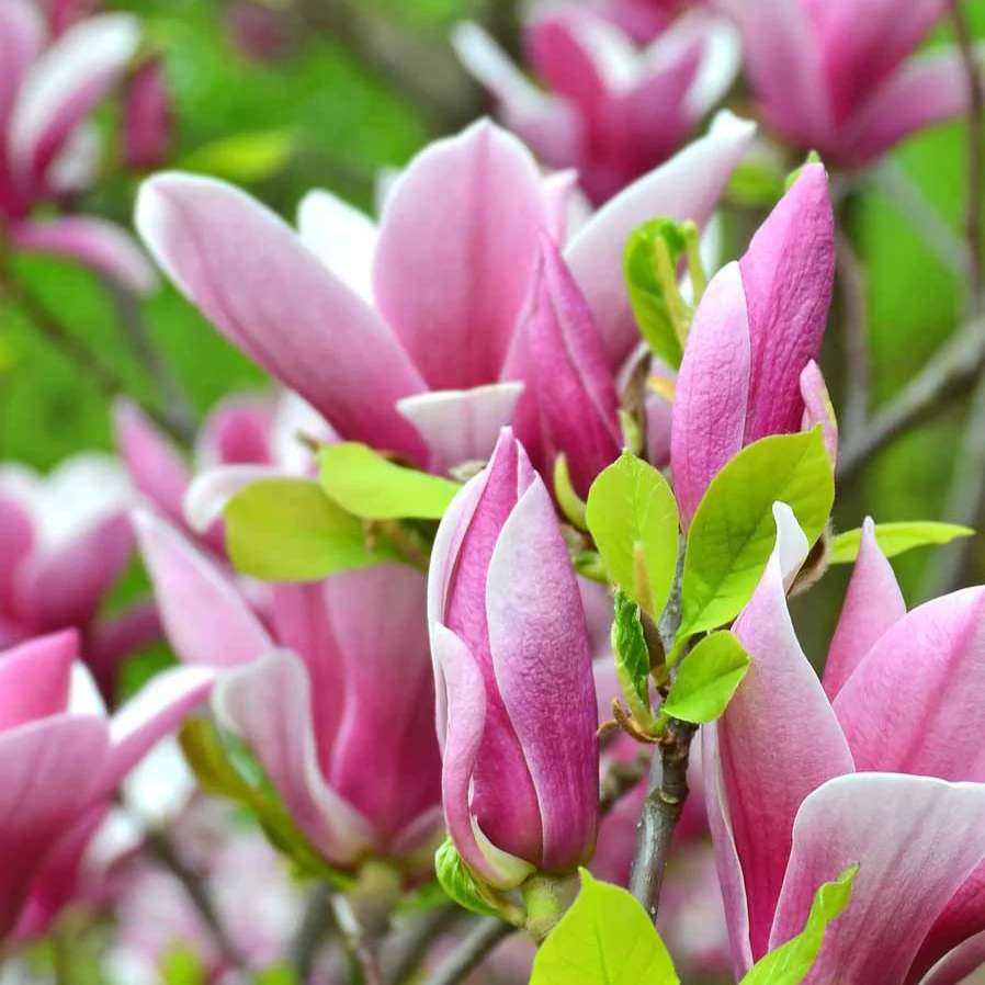 Magnolia - Image 3