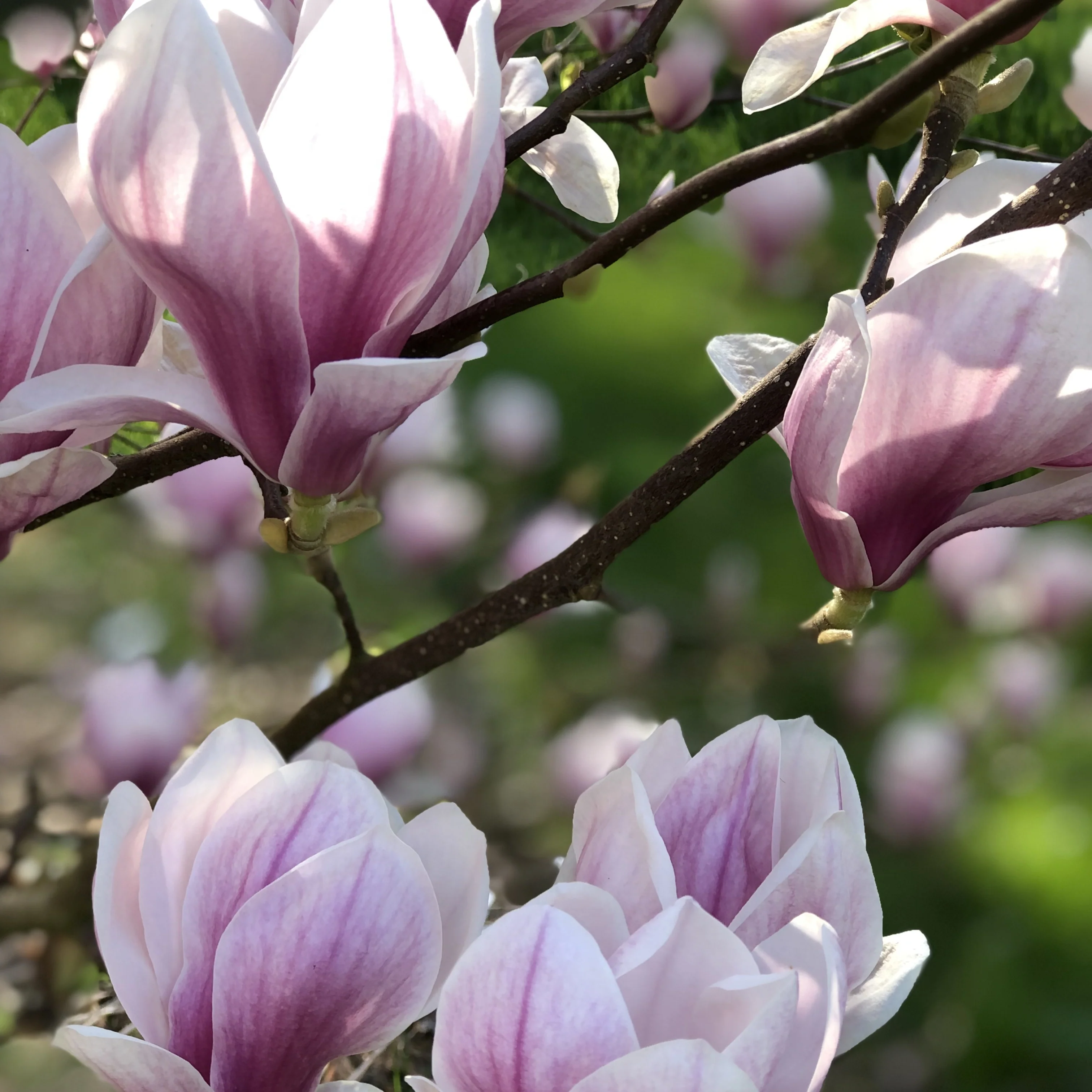 Magnolia - Image 4