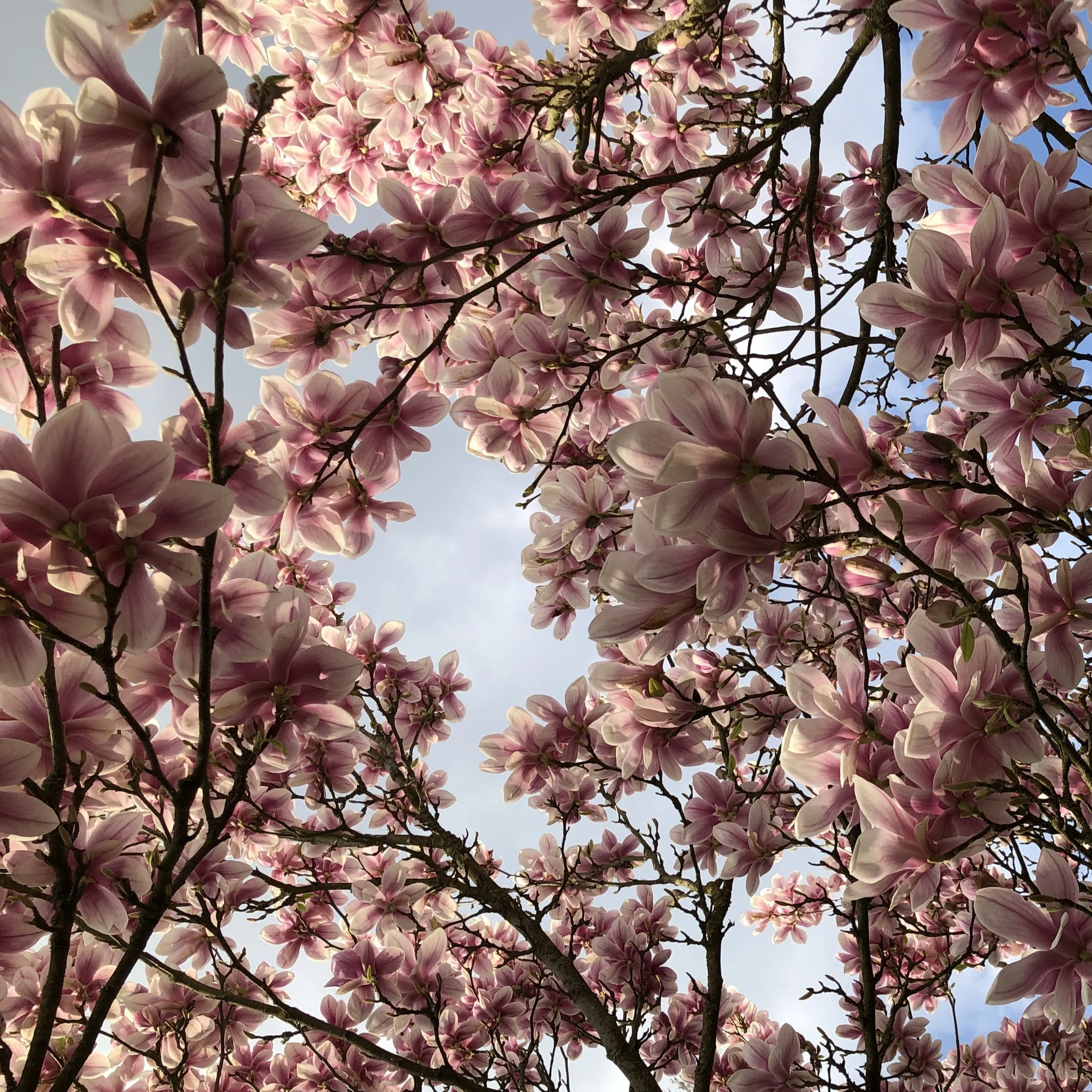 Magnolia - Image 5