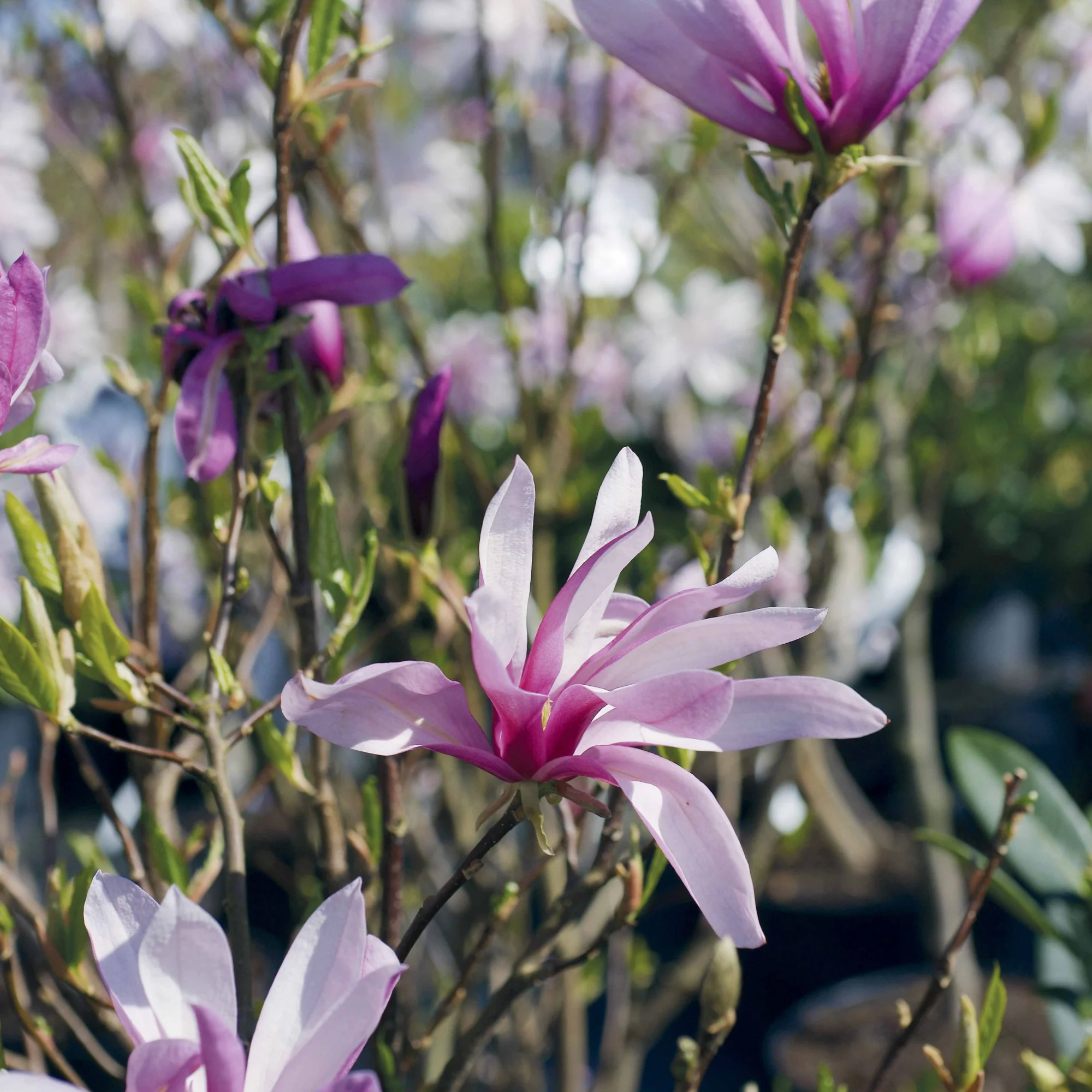 Magnolia - Image 6