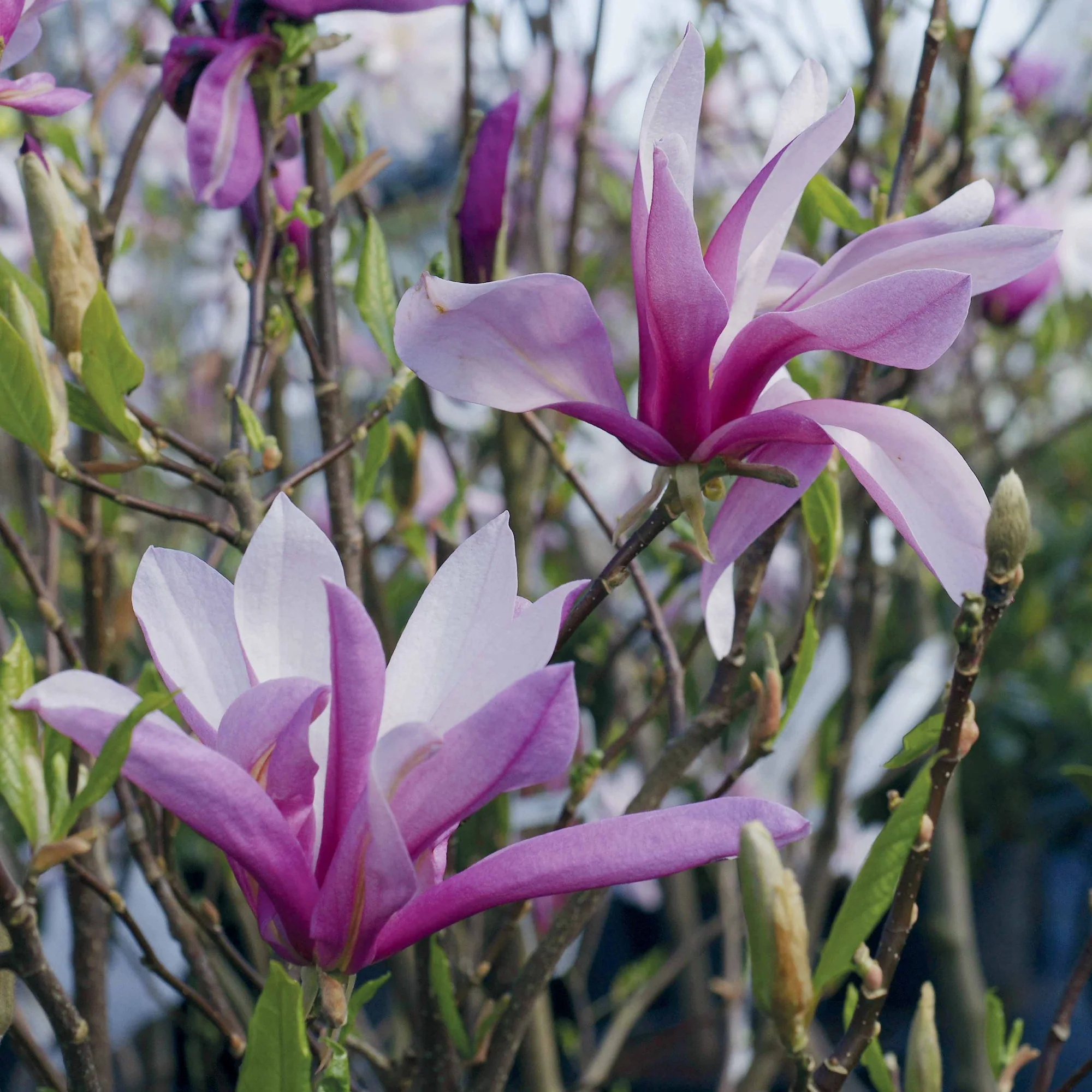 Magnolia - Image 7