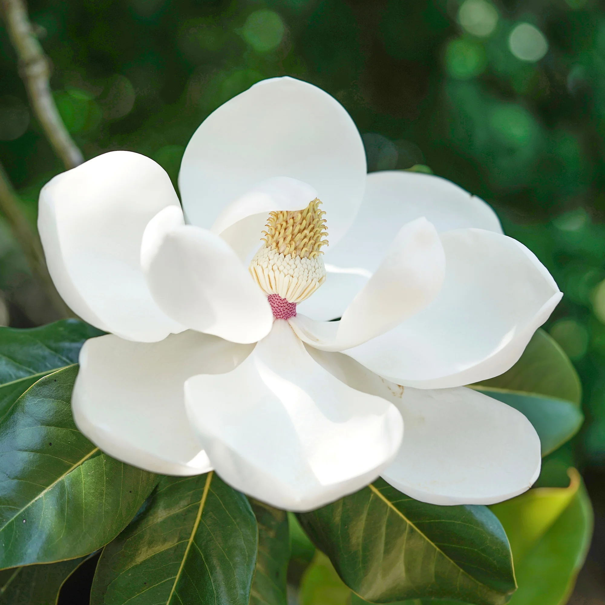 Magnolia grandiflora Little Gem - Image 2