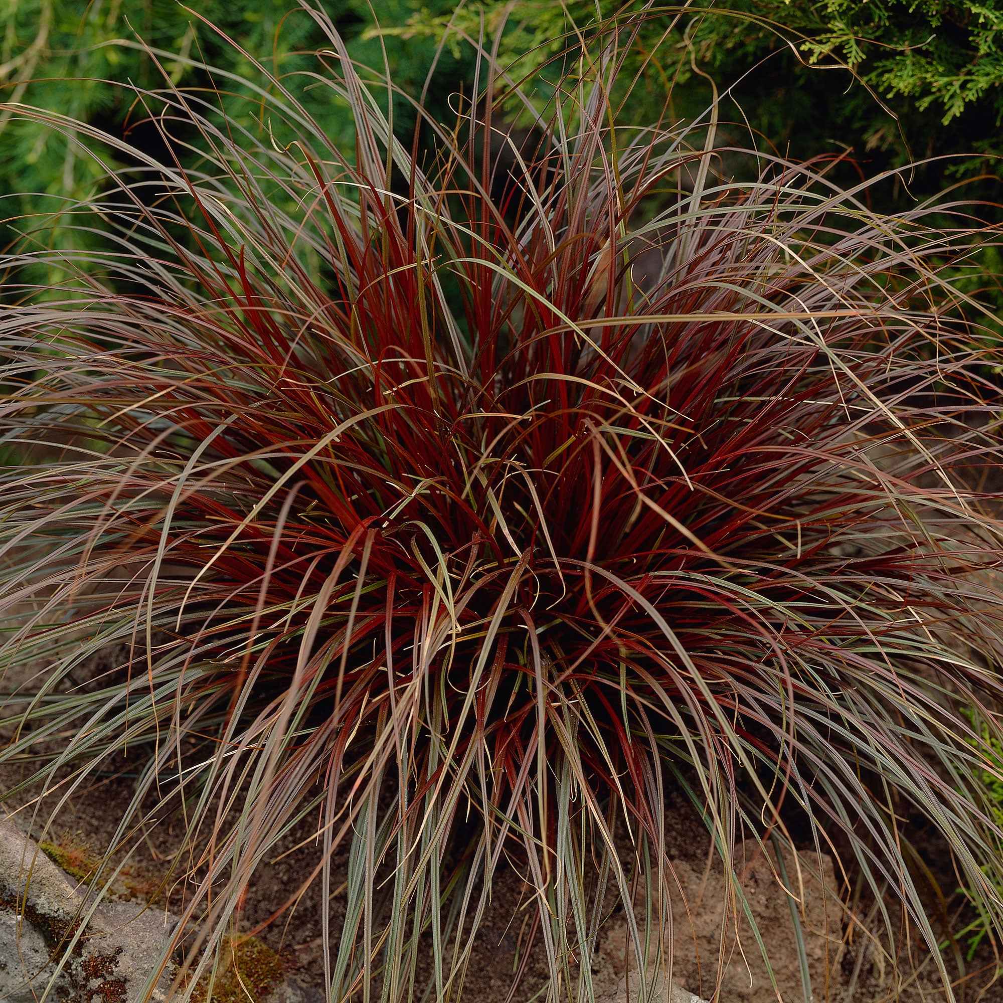 Mahoniegras 'Rubra'