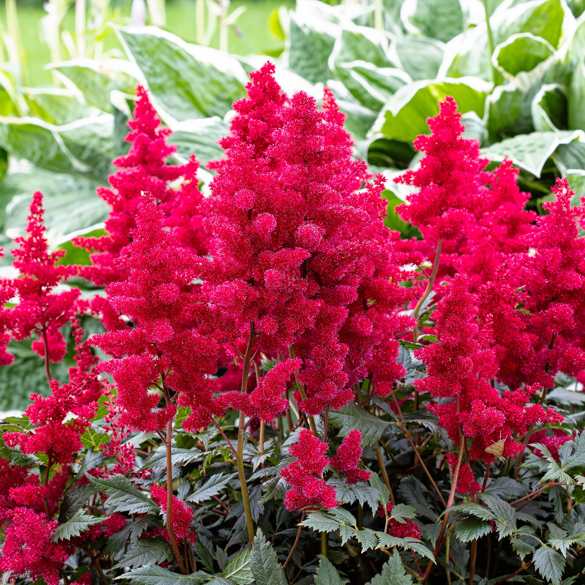 Makkelijke vaste planten borderpakket - ca. 1,5 m² - Image 6
