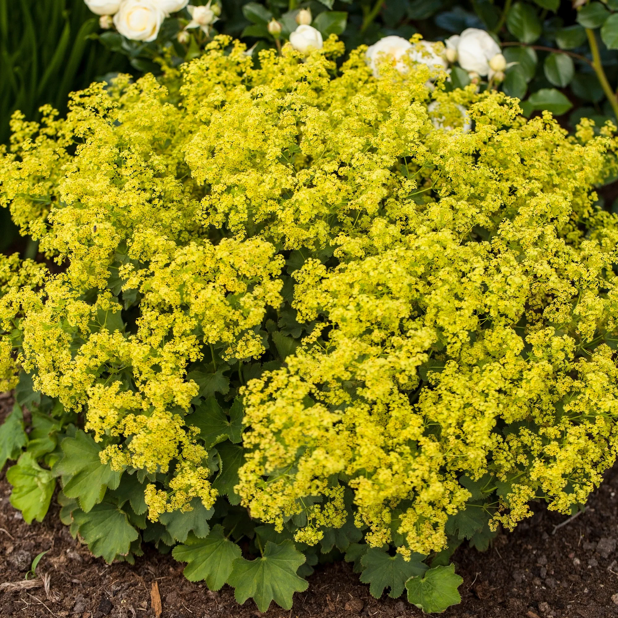 Makkelijke vaste planten borderpakket - ca. 1,5 m² - Image 8