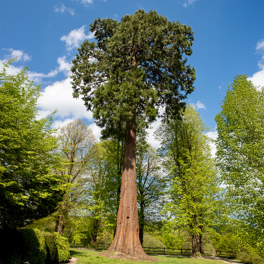 Mammoetboom