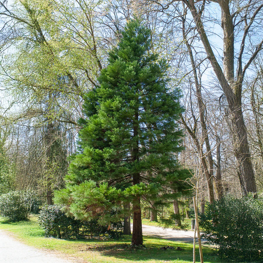 Mammoetboom - Image 3
