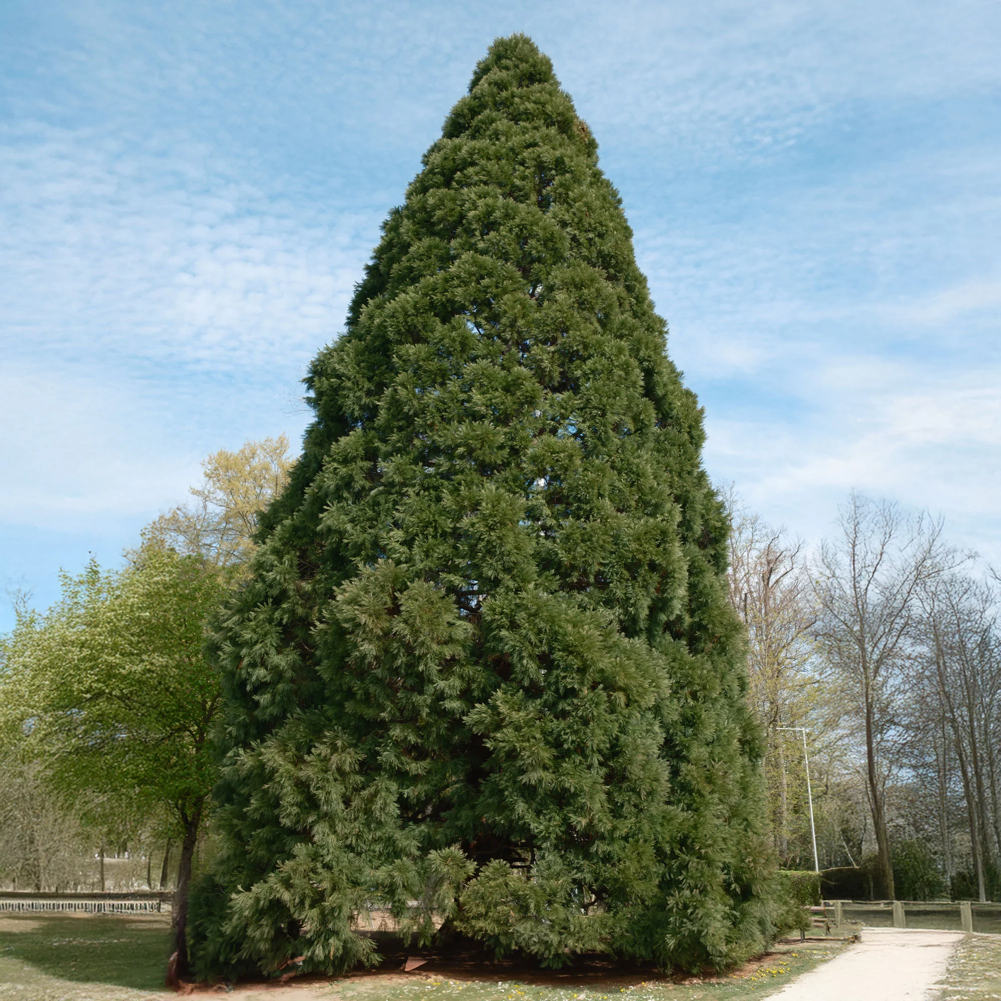 Mammoetboom - Image 4