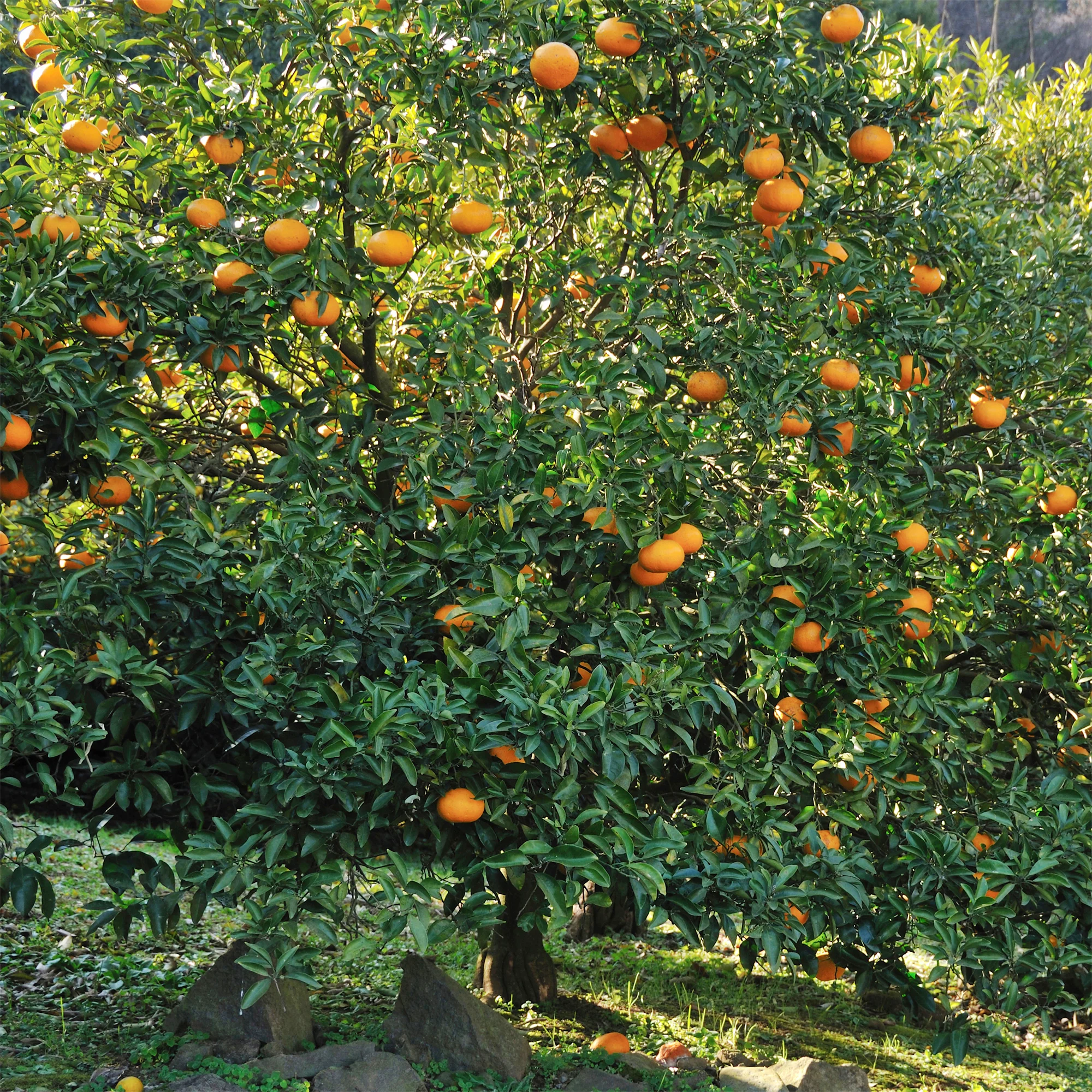 Mandarijnboom - Image 4