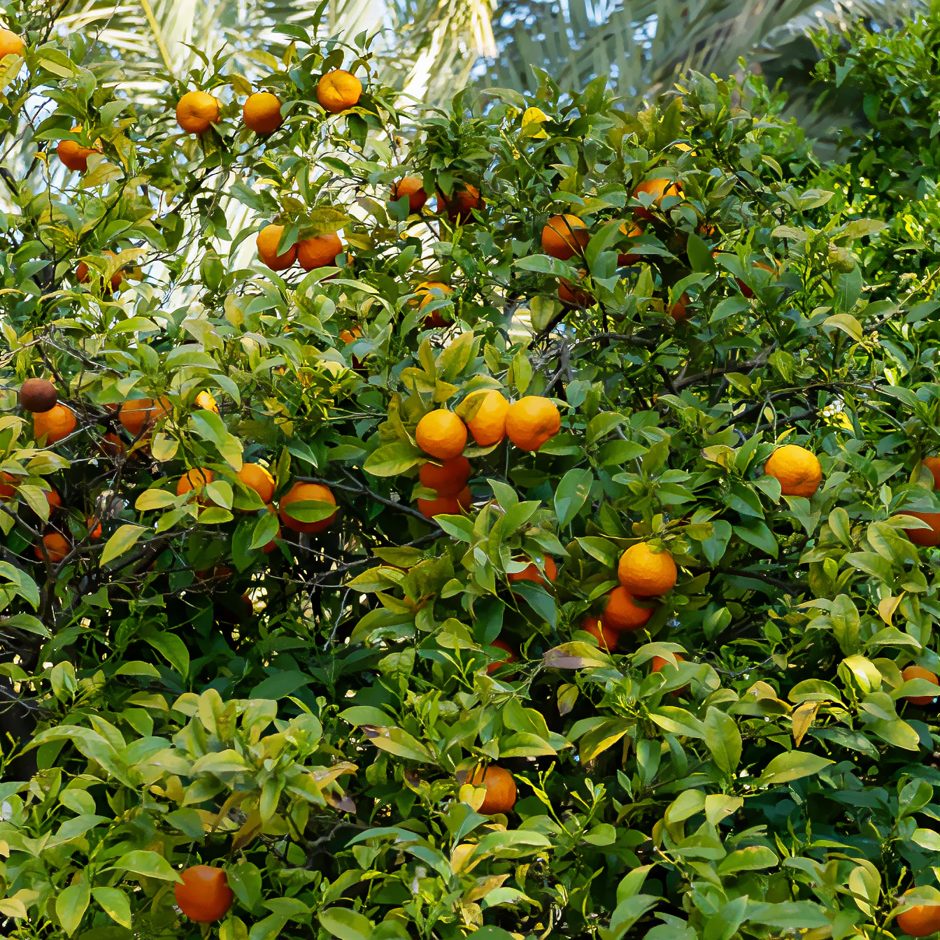 Mandarijnboom - Image 7